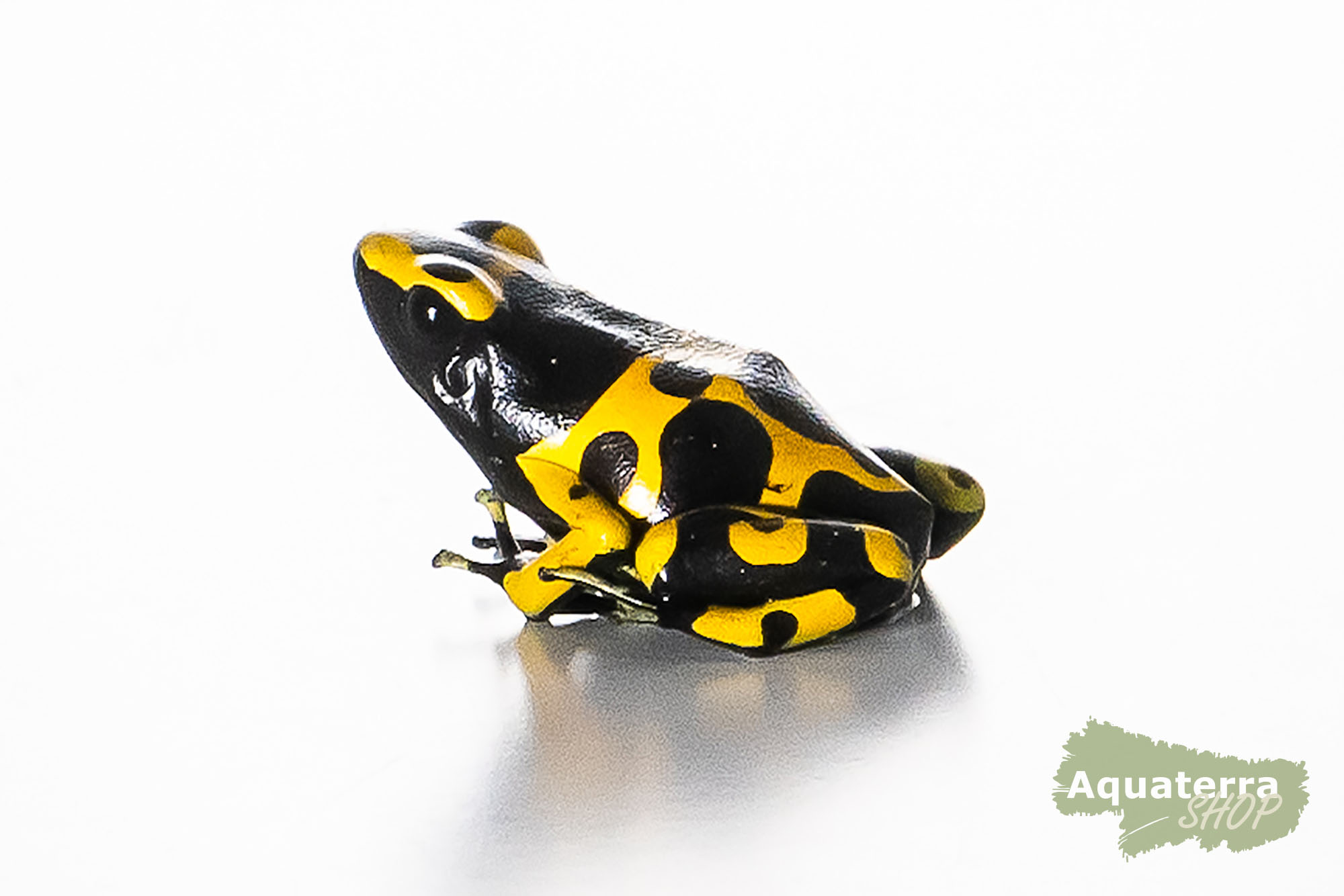 Dendrobates leucomelas, Gelbgebänderter Baumsteigerfrosch
