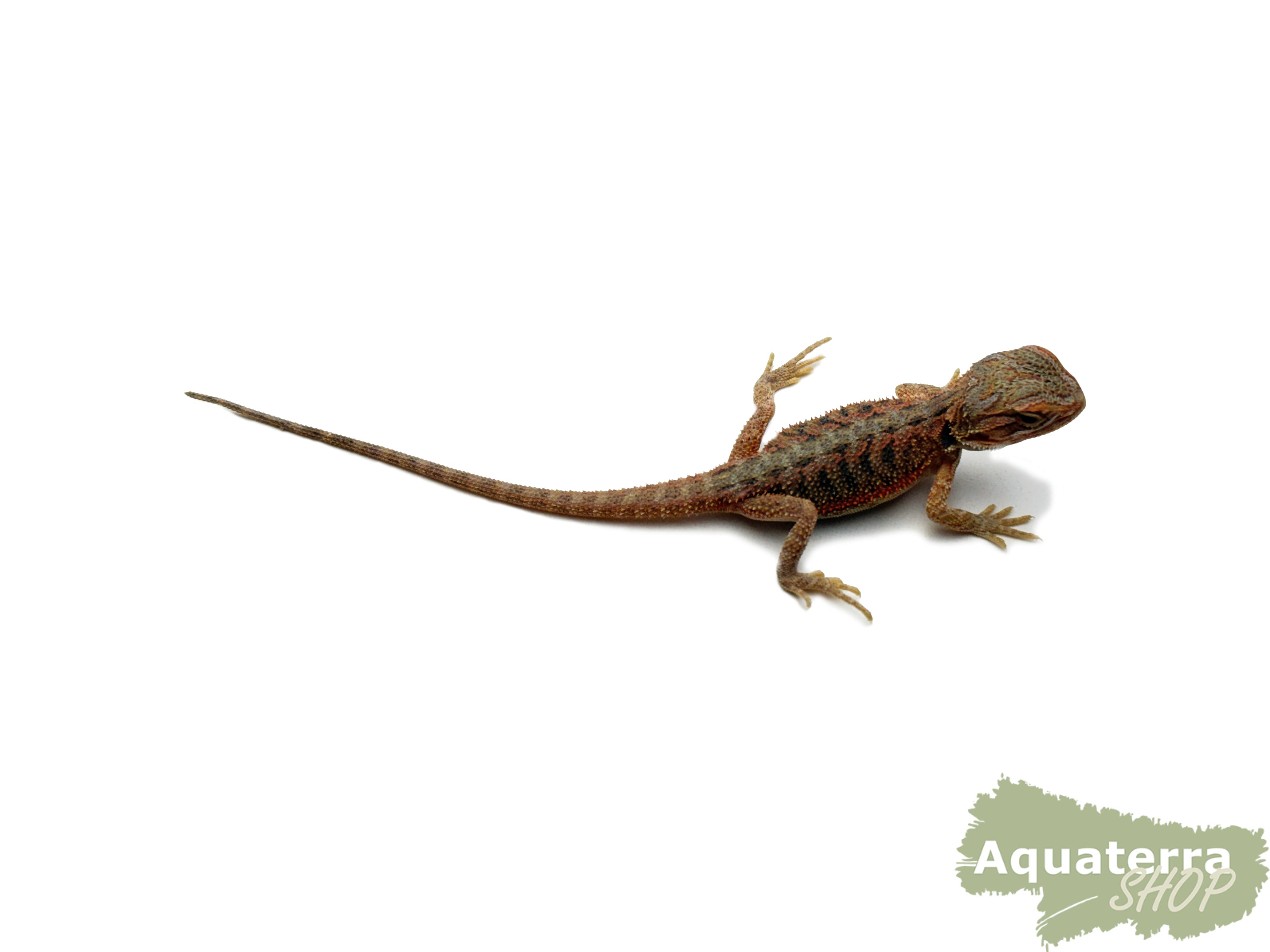 Pogona vitticeps, Bartagame