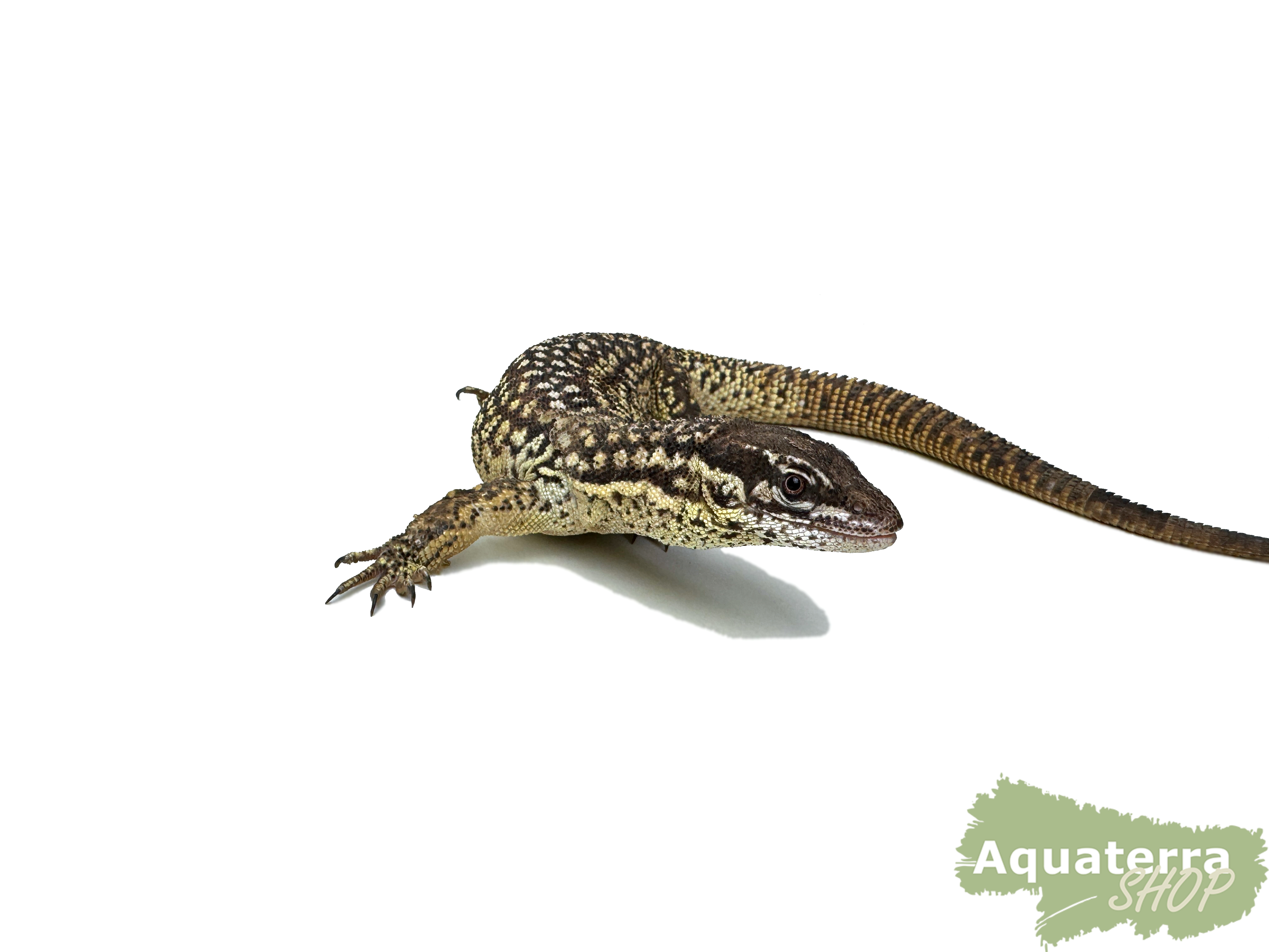 Varanus acanthurus, Stachelschwanzwaran