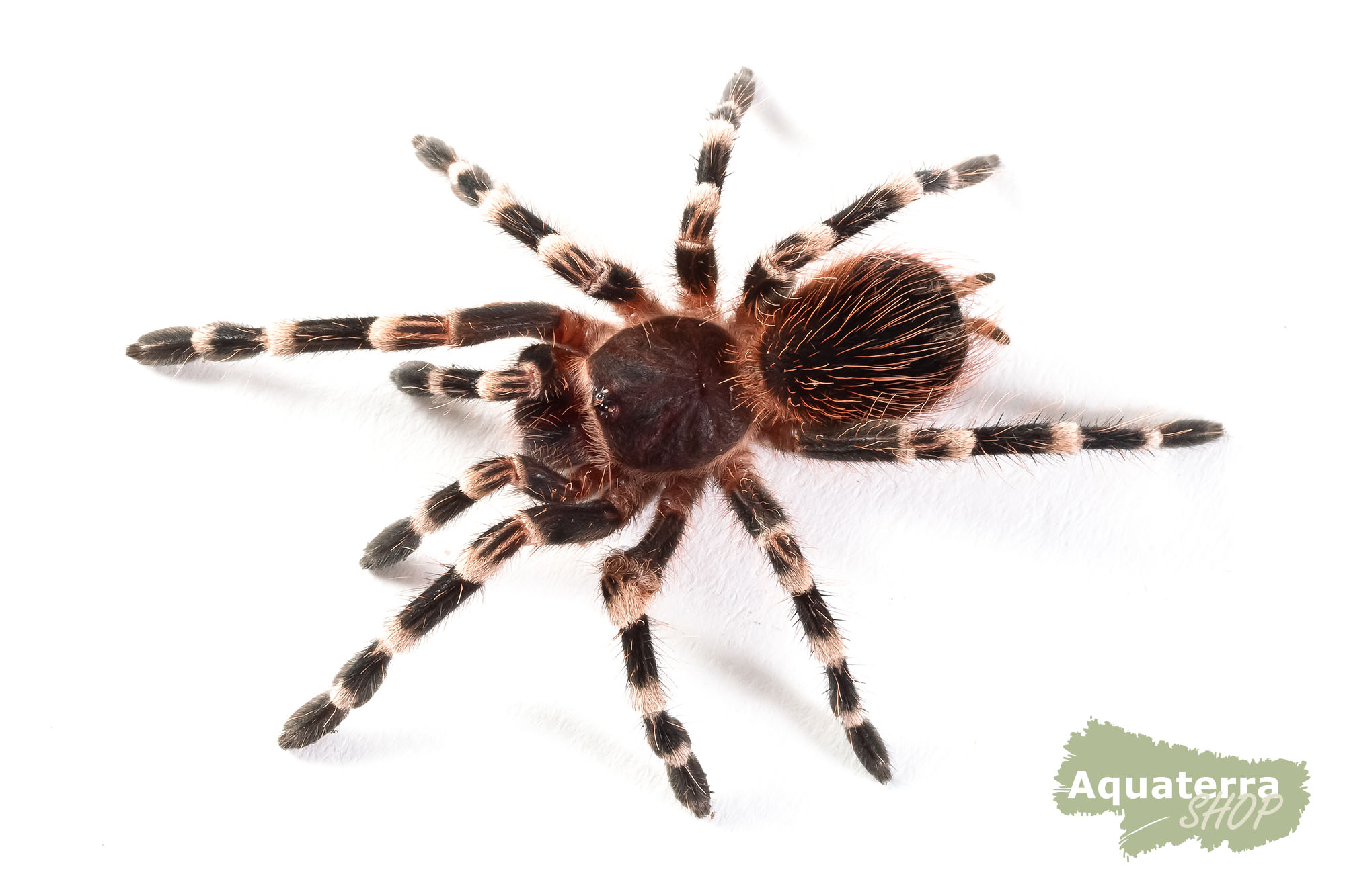 Acanthoscurria geniculata, Weißknievogelspinne