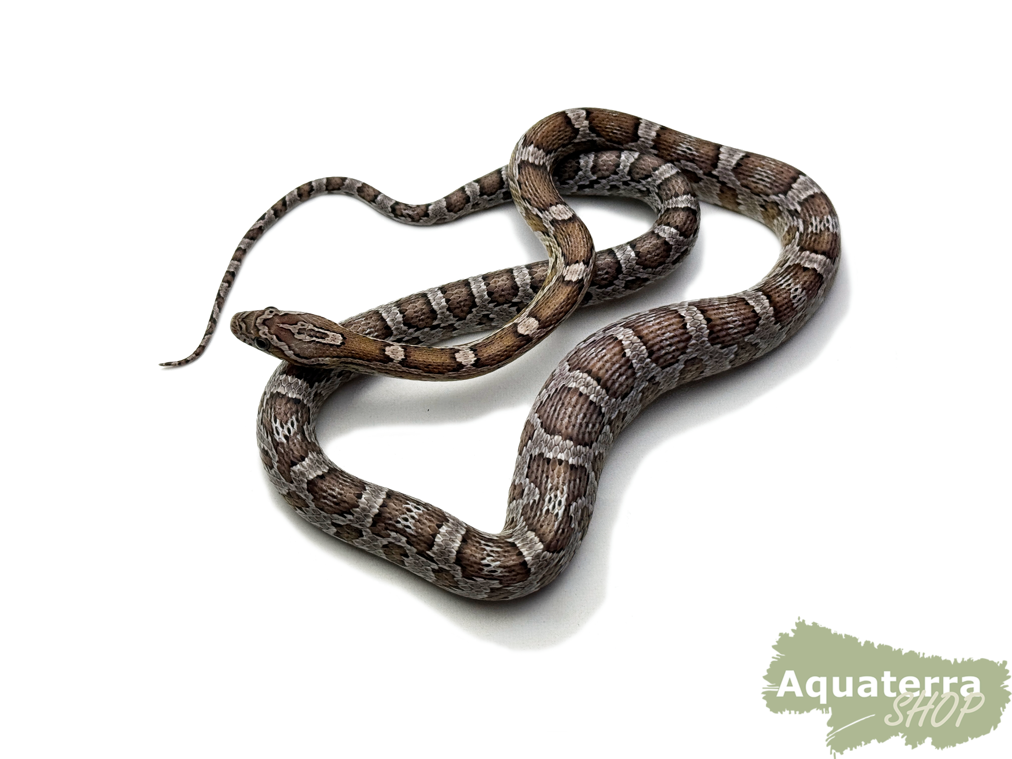 Pantherophis guttatus, Kornnatter