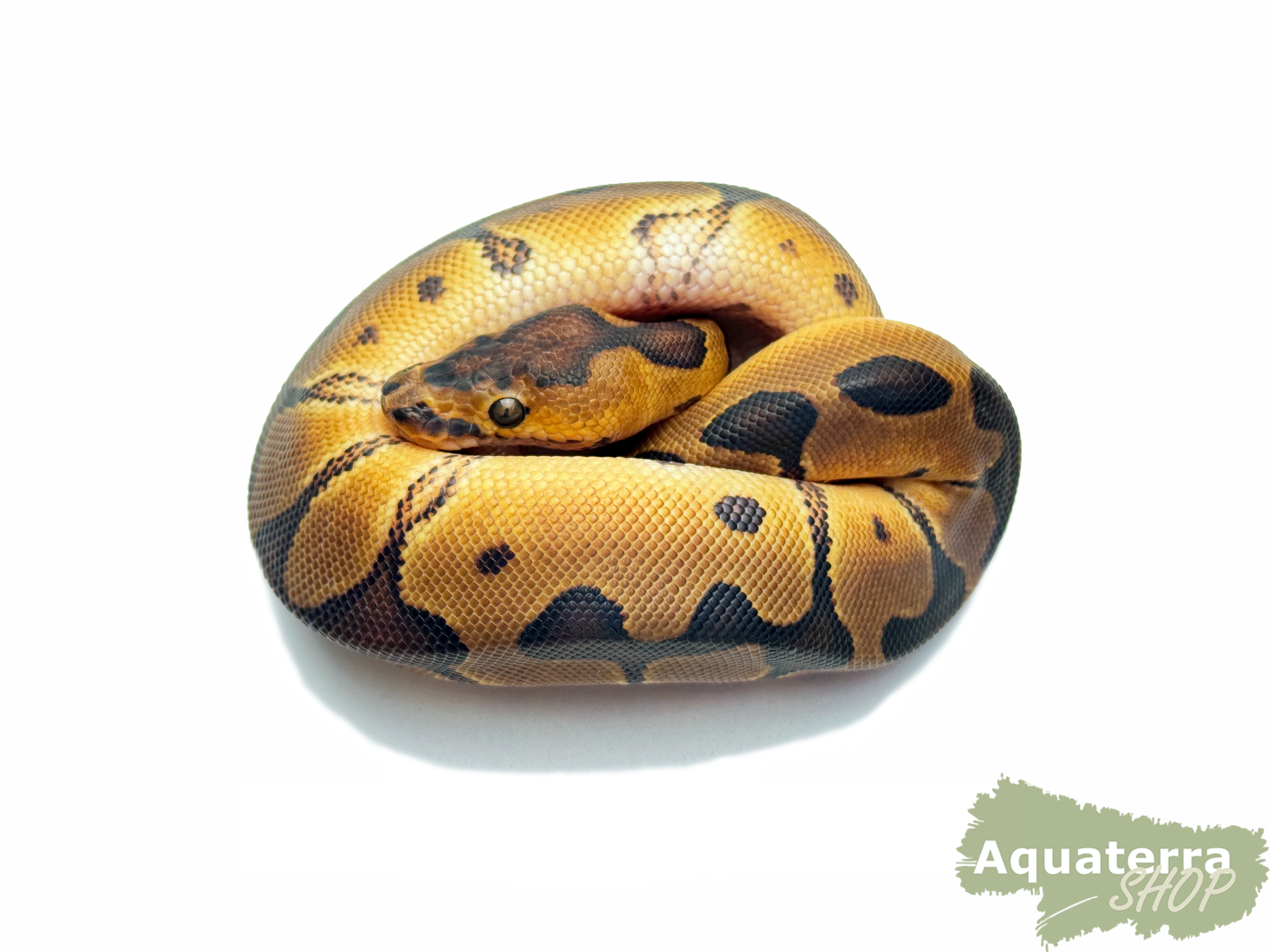 Python regius, Königspython