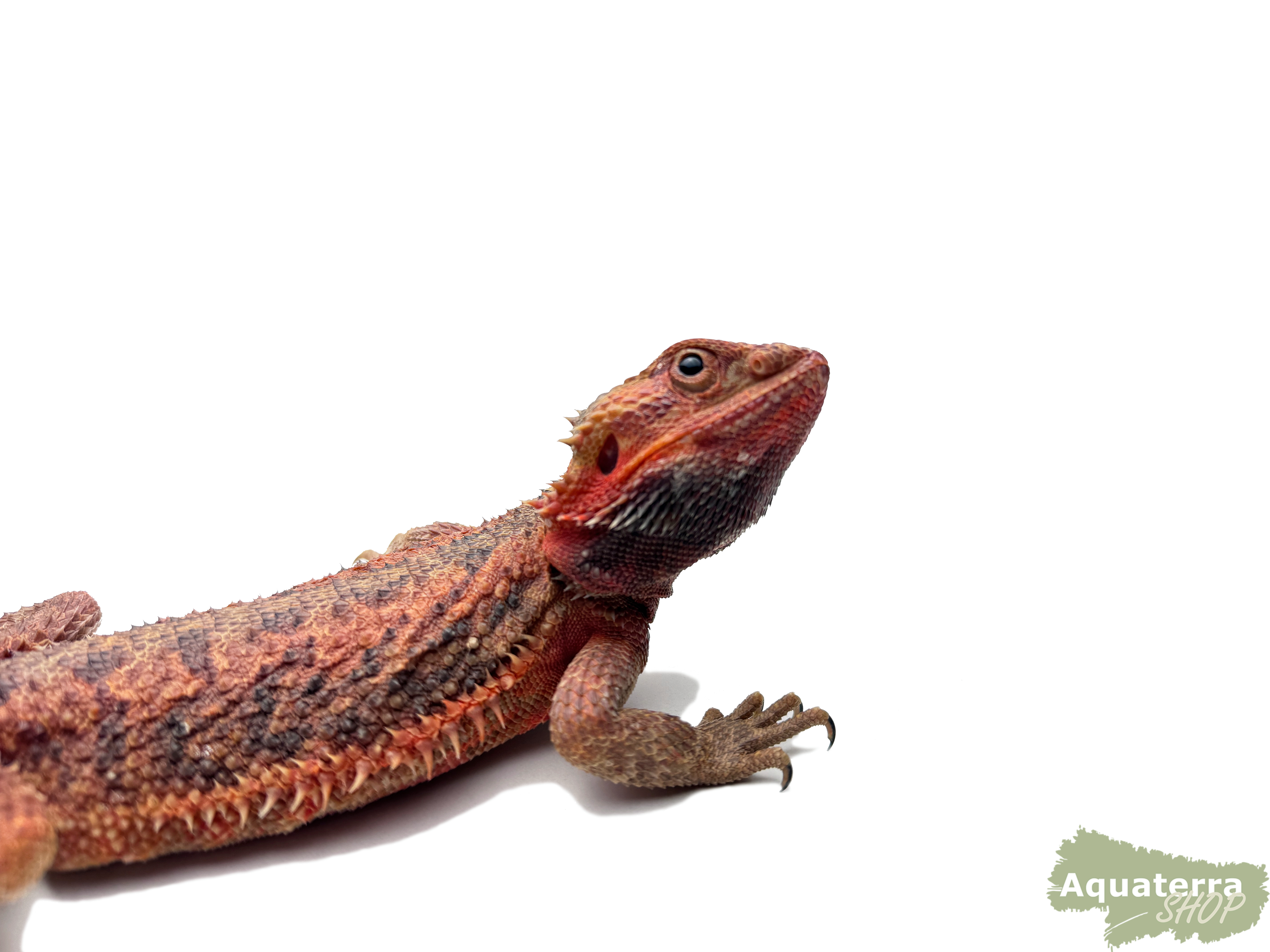 Pogona vitticeps, Bartagame