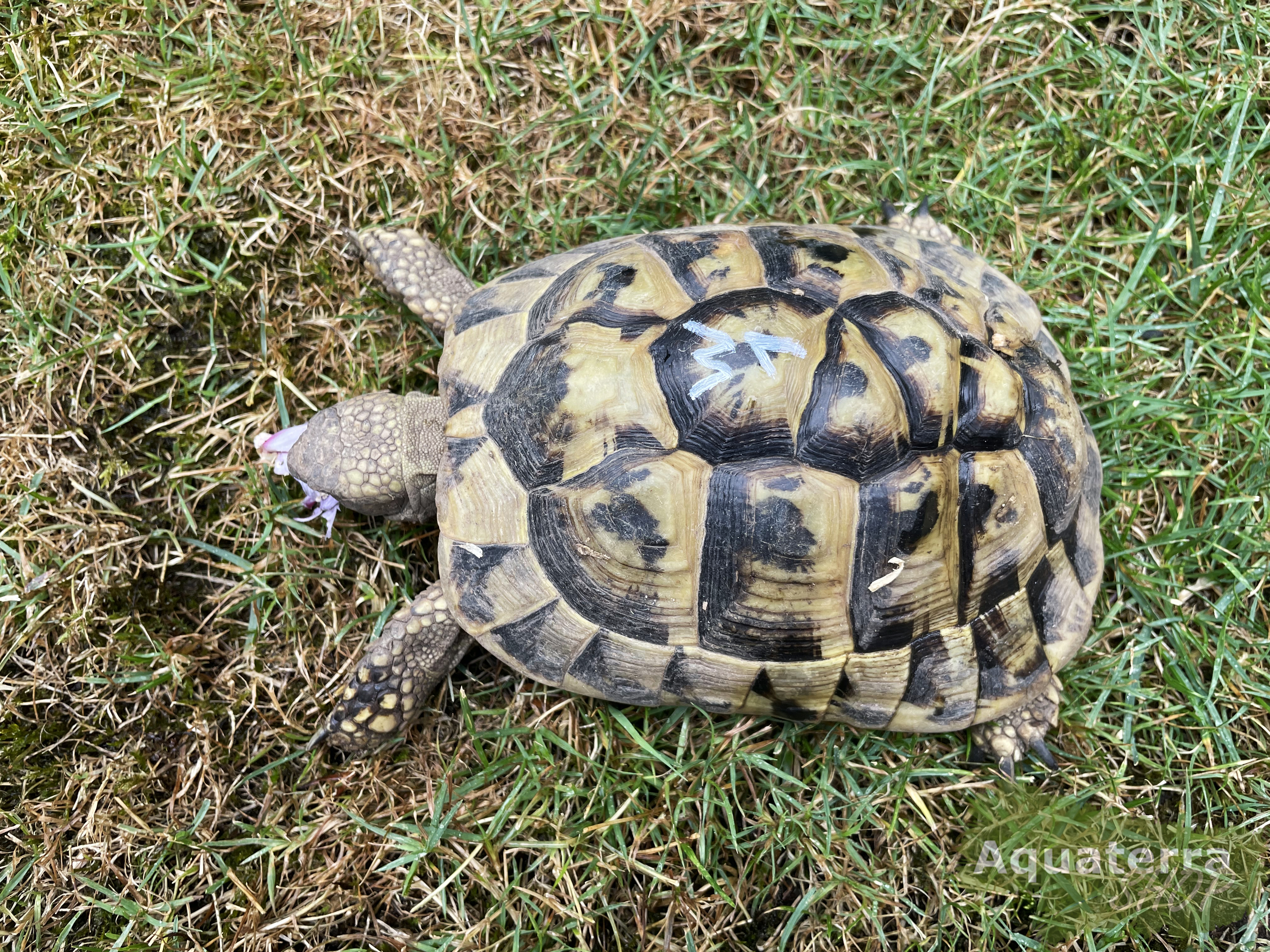 Testudo h. boettgeri, europäische Landschildkröte (Ostrasse)