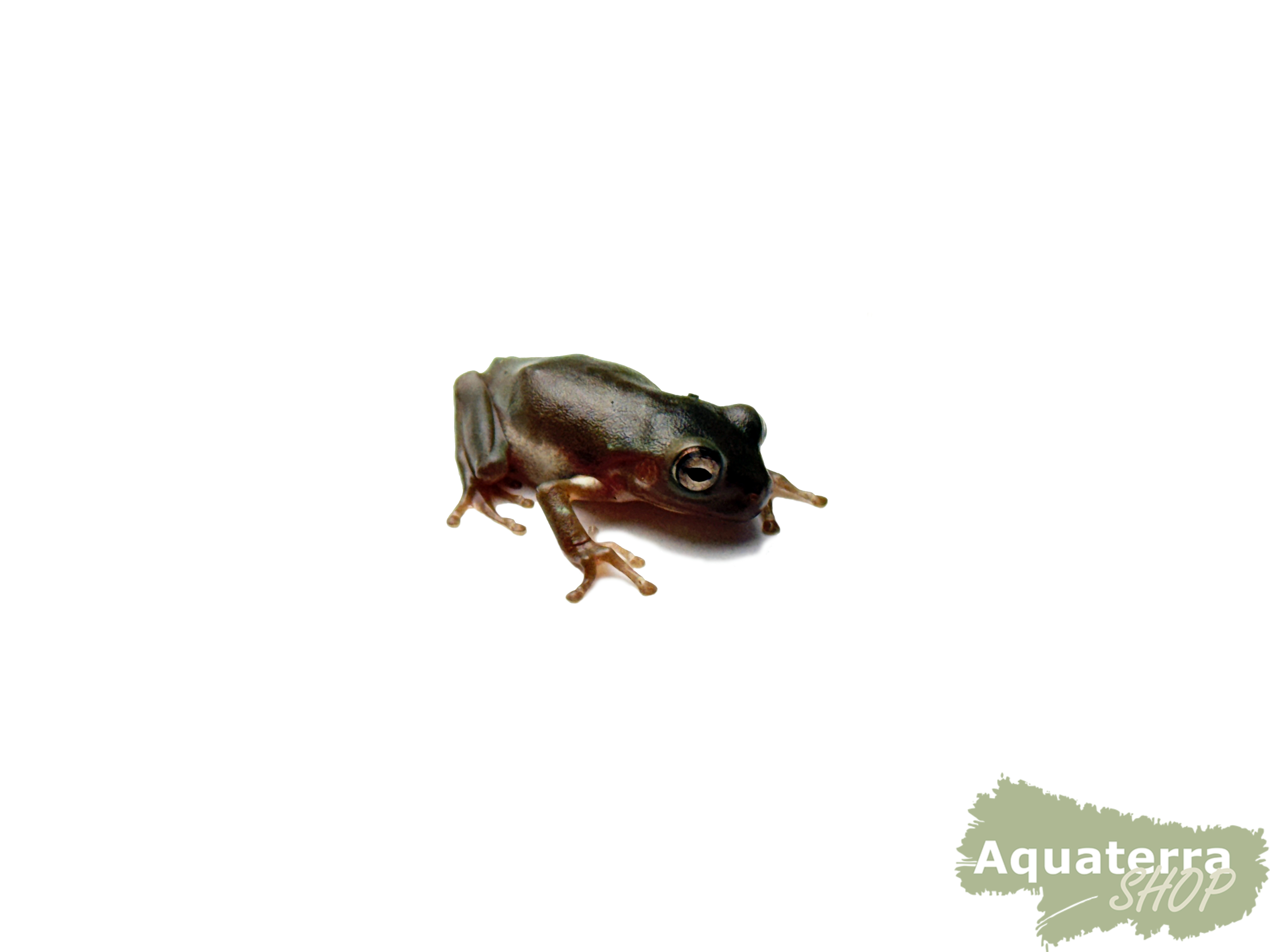 Litoria caerulea, Korallenfinger-Laubfrosch