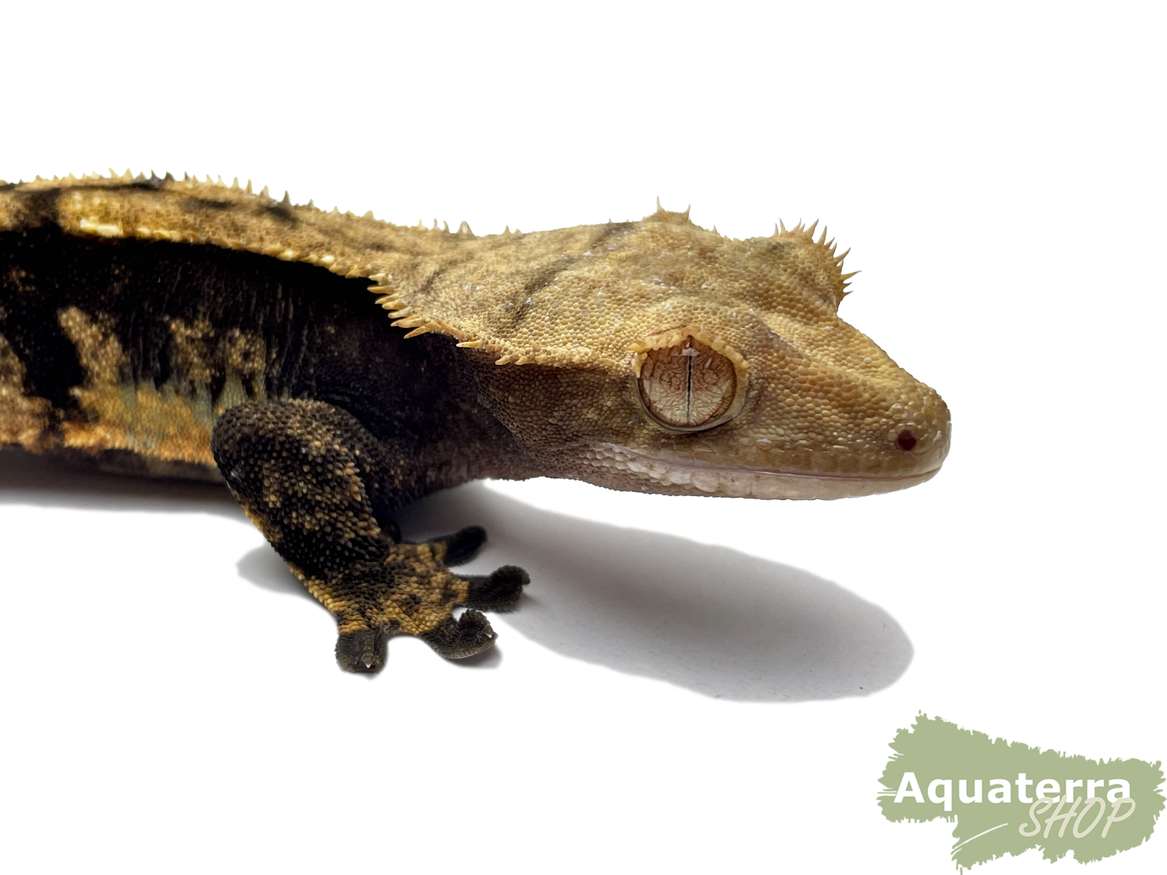 Correlophus Ciliatus, Kronengecko