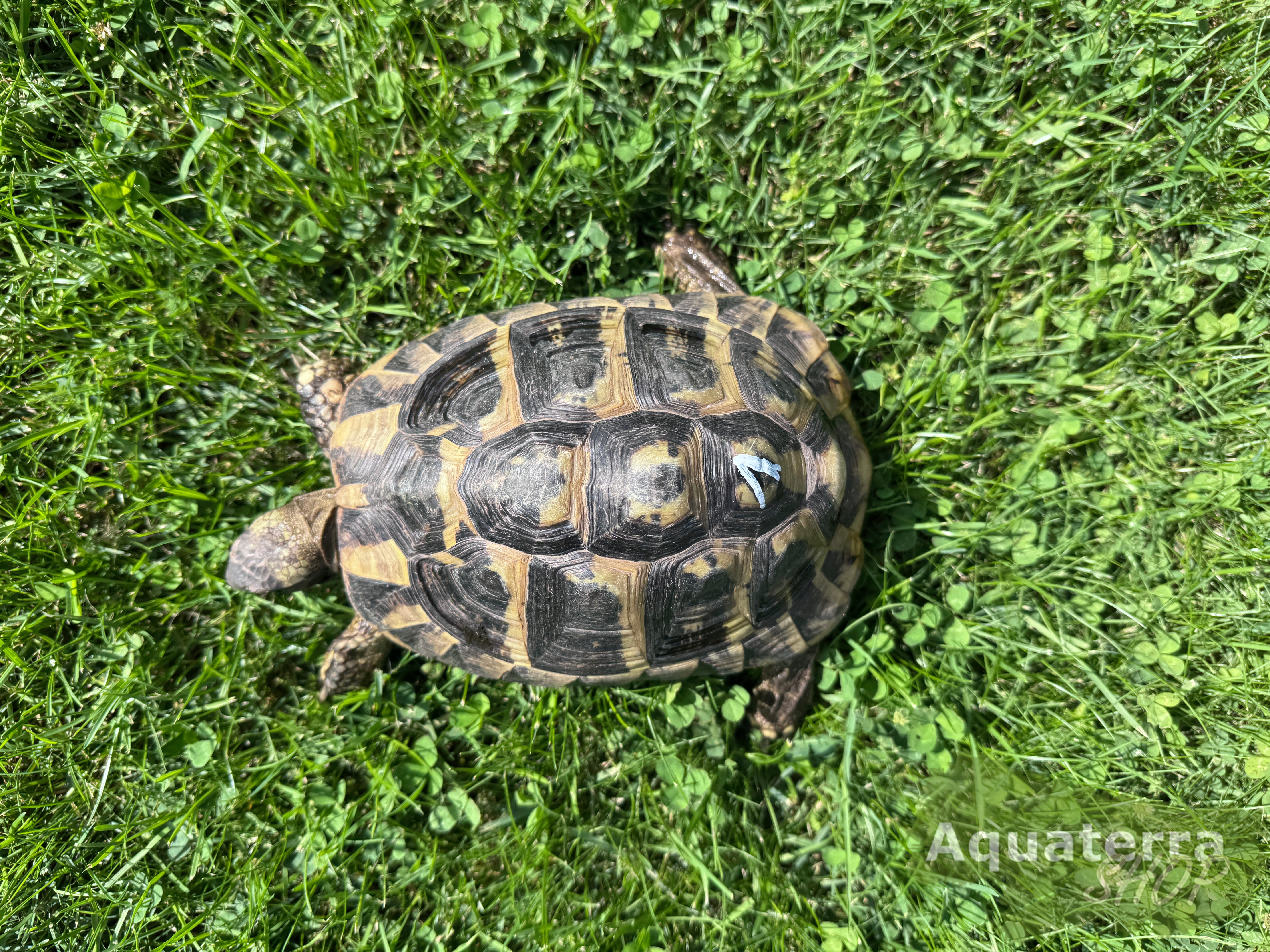 Testudo h. boettgeri, europäische Landschildkröte (Ostrasse)