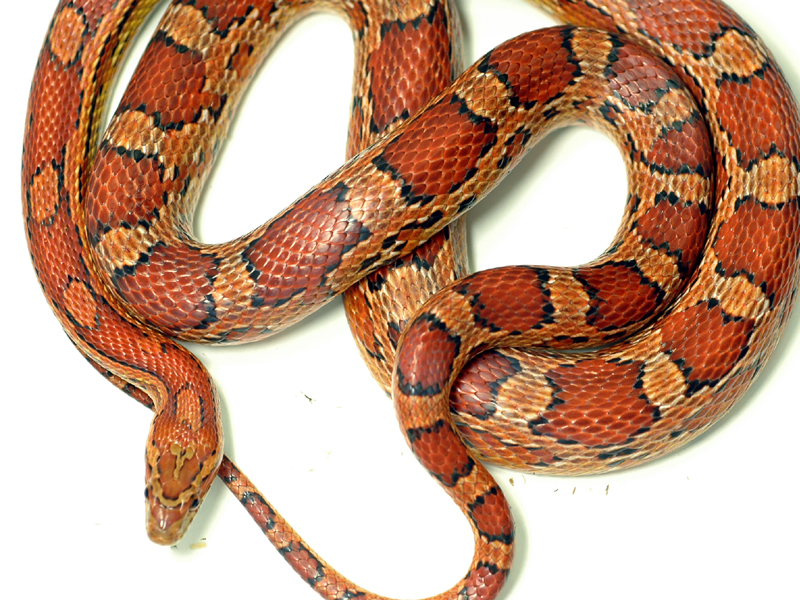 Pantherophis guttatus, Kornnatter