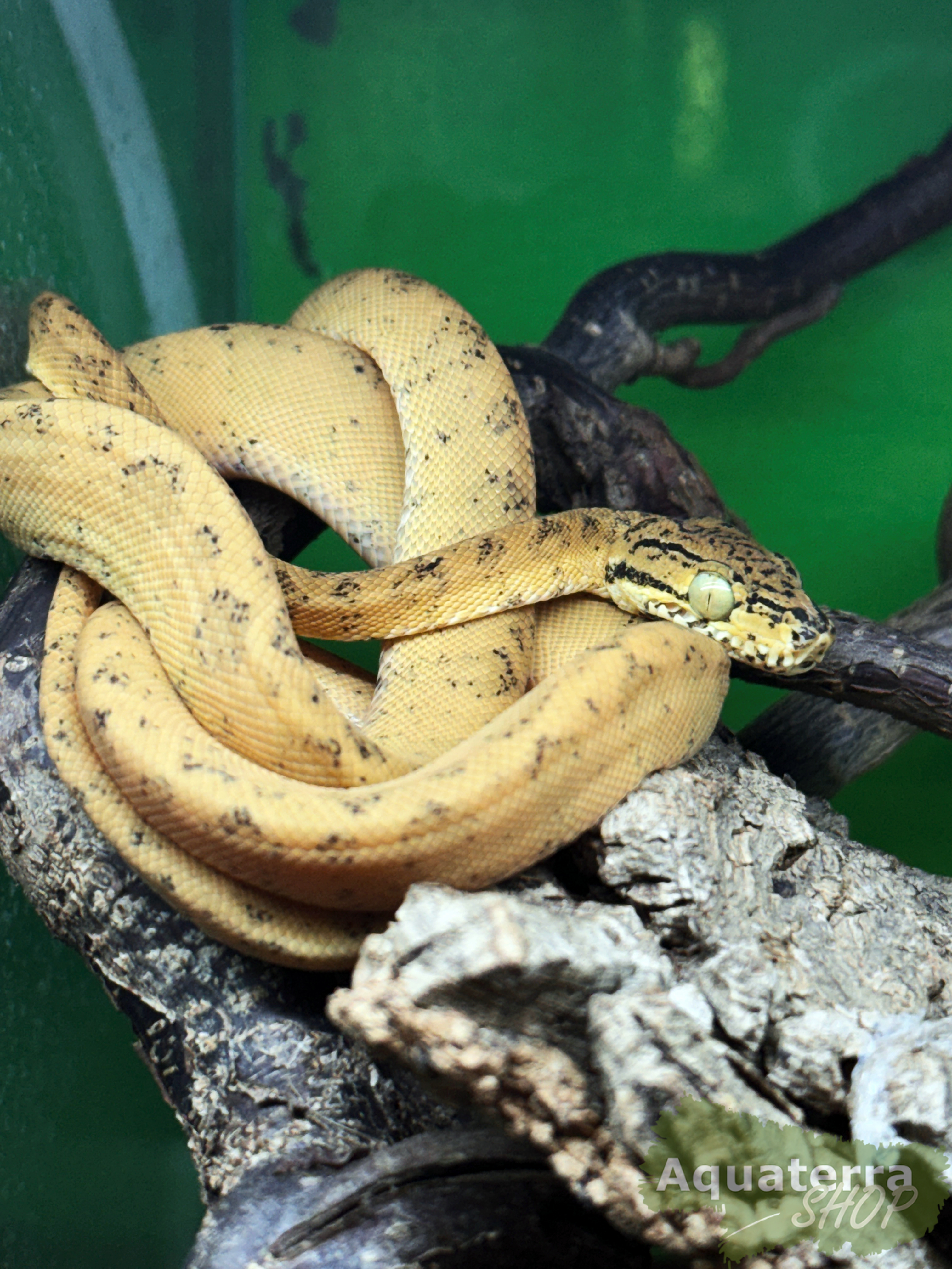 Corallus hortulanus, Gartenboa