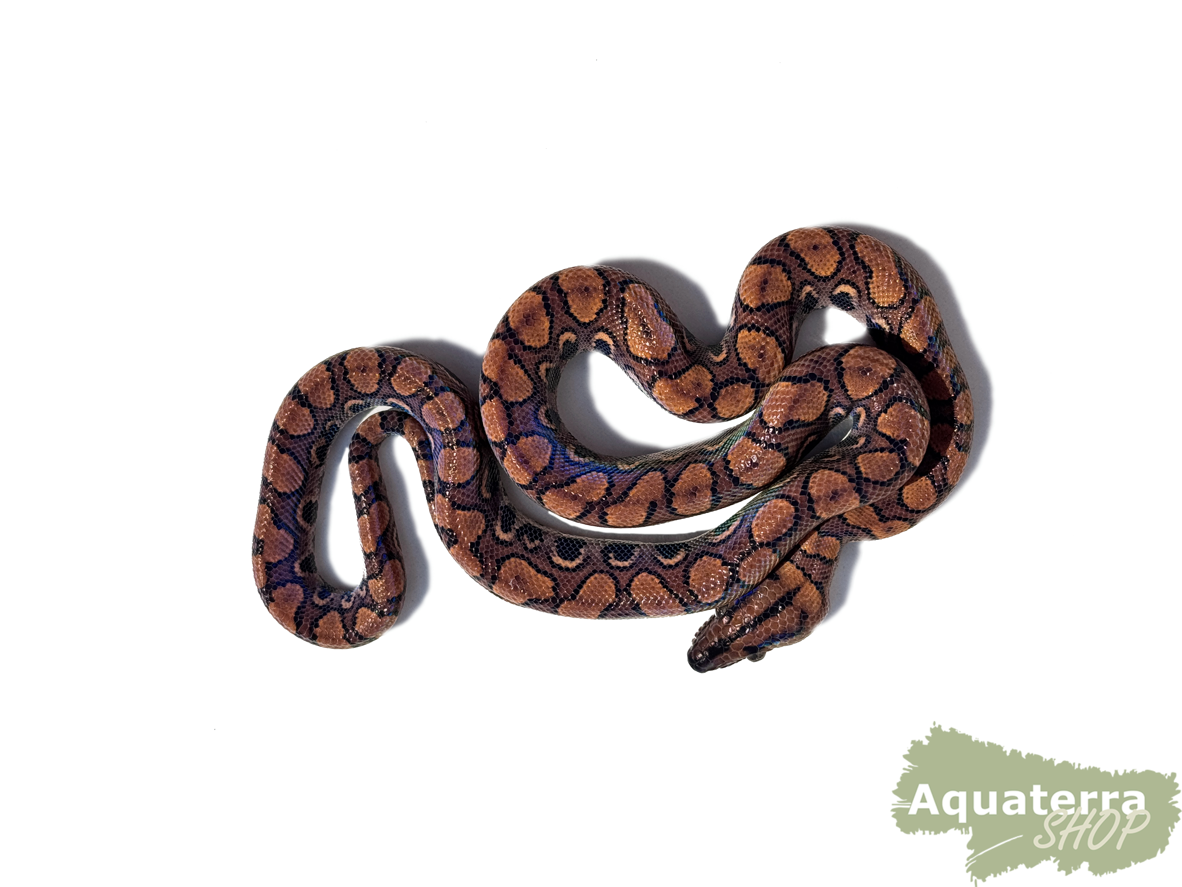 Epicrates cenchria, Regenbogenboa