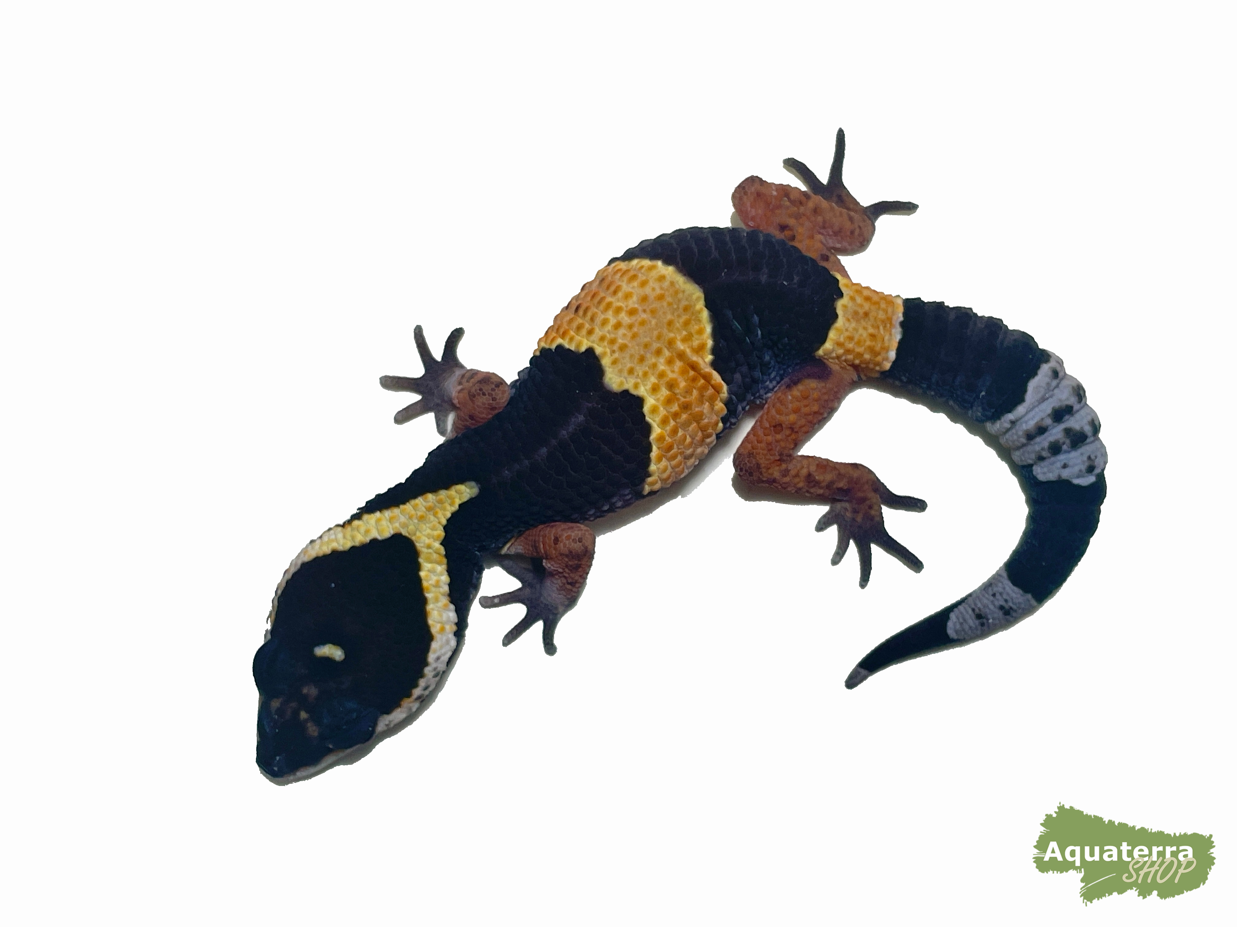 Eublepharis hardwickii, Ostindischer Leopardgecko