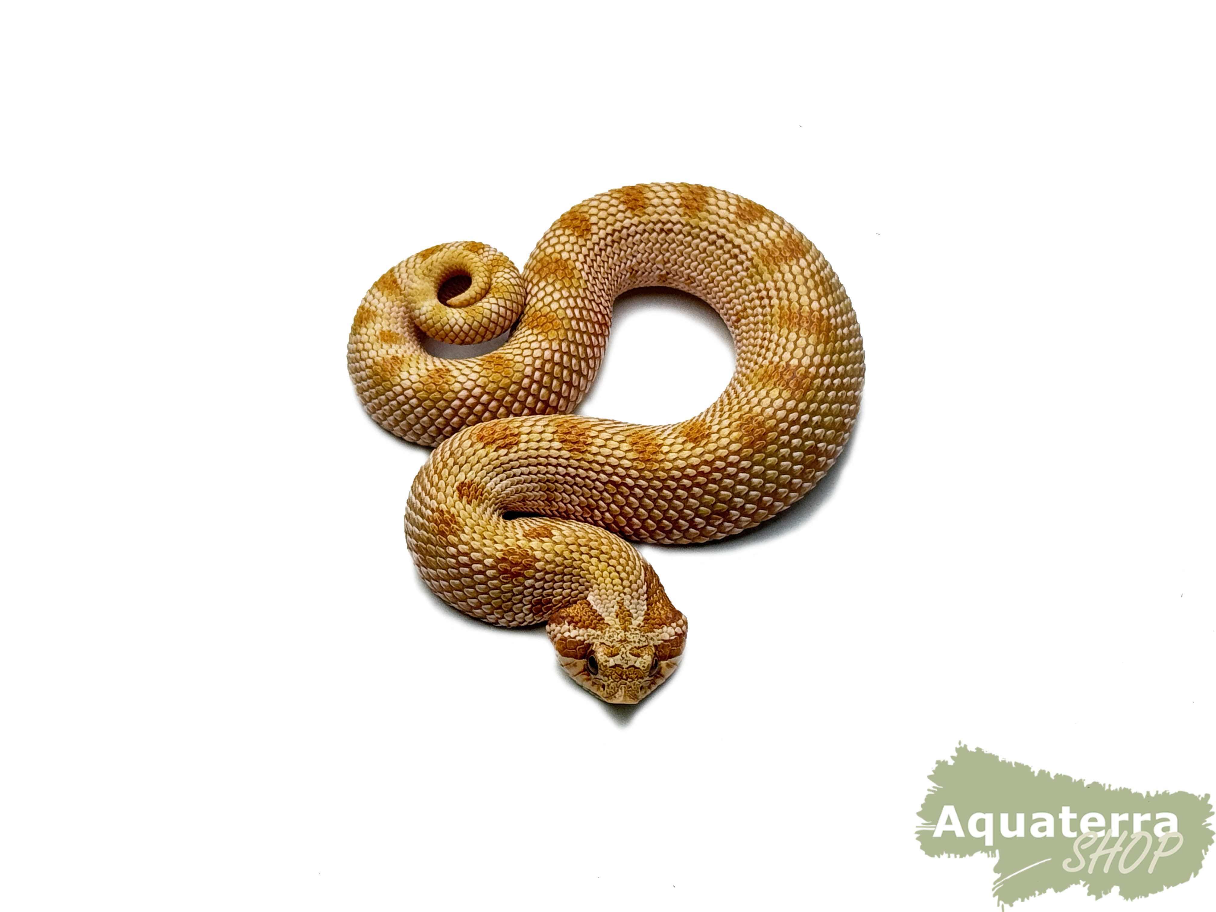 Heterodon nasicus, Westliche Hakennasennatter