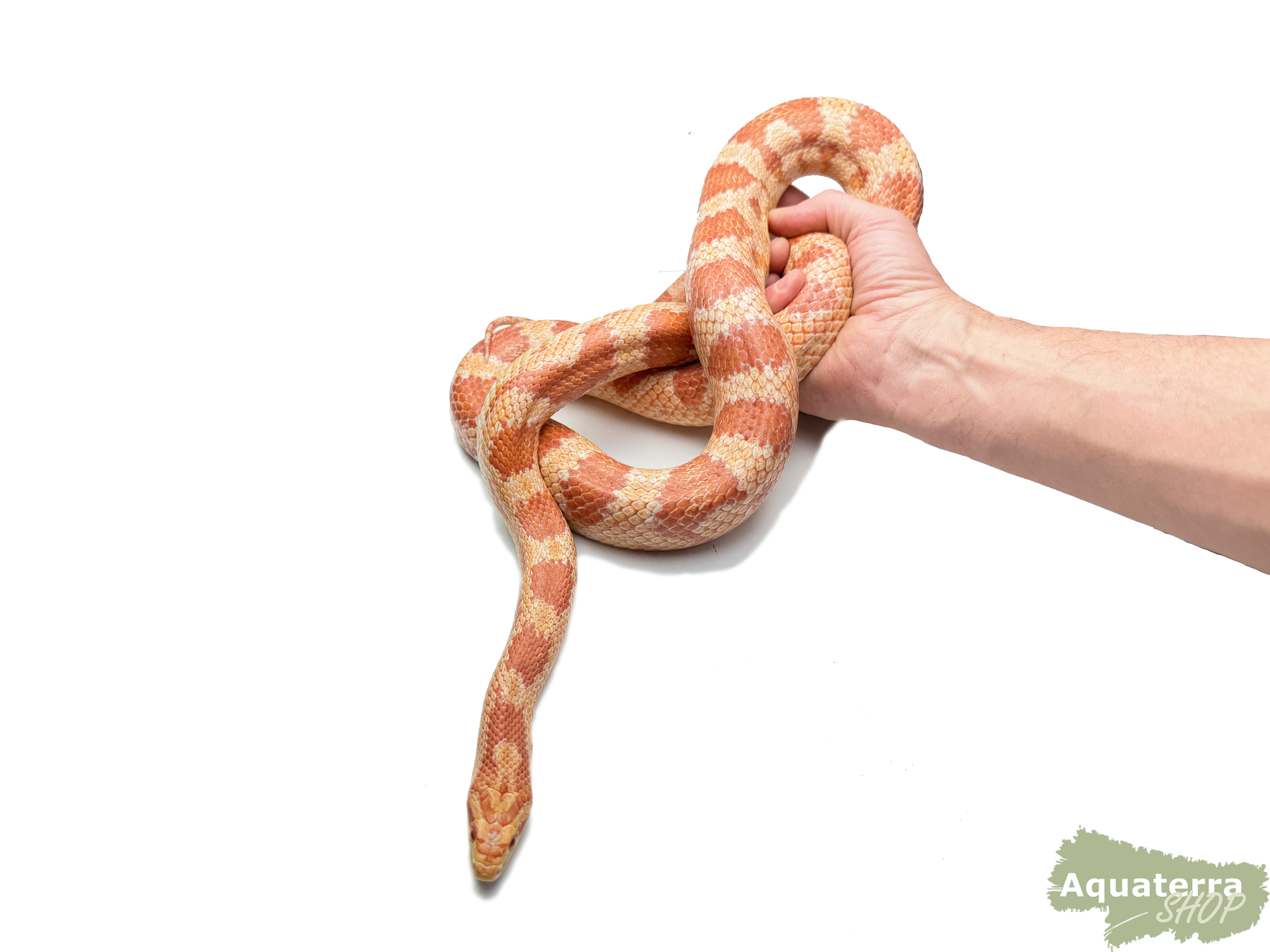 Pantherophis guttatus, Kornnatter