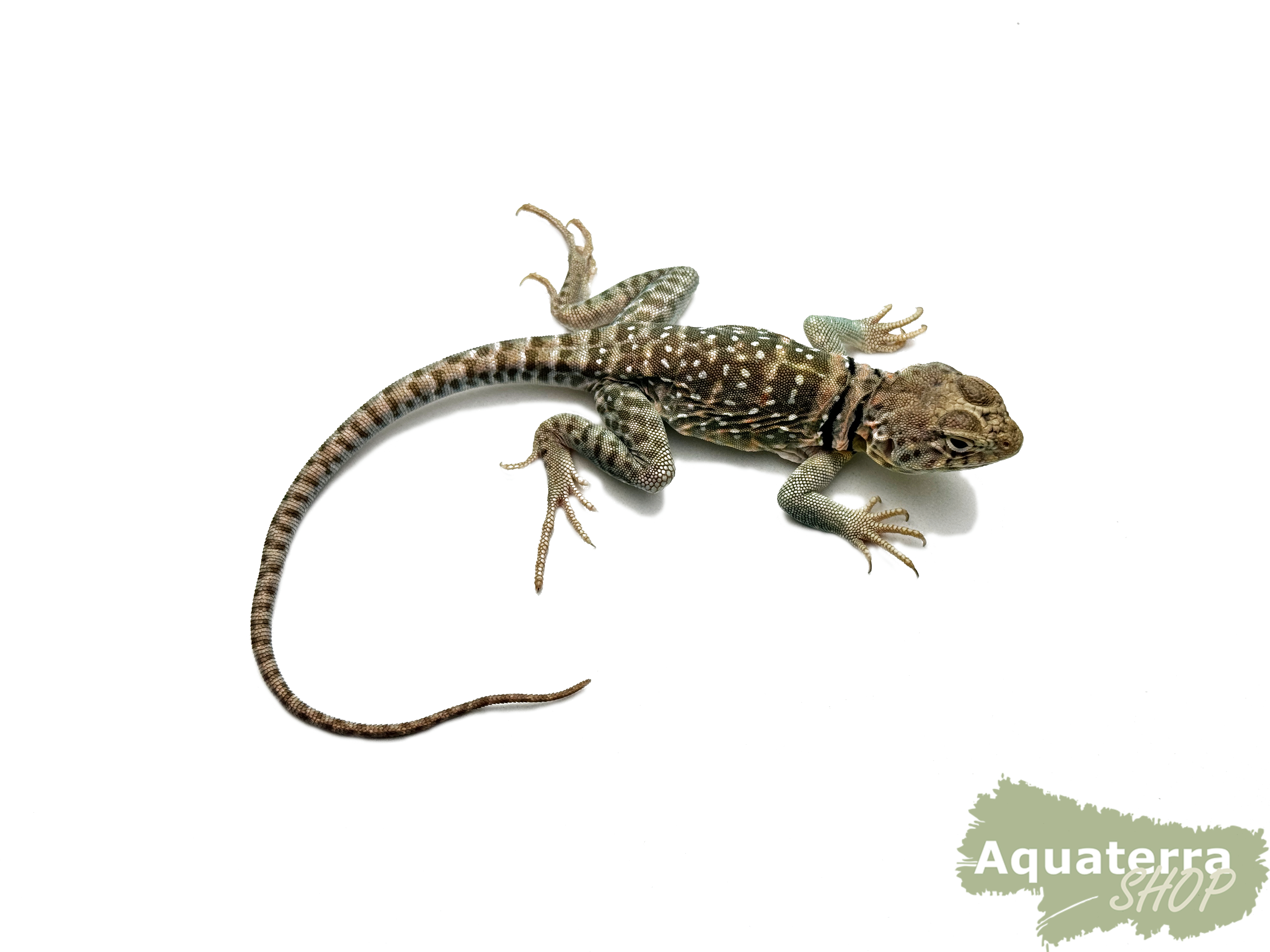 [Paar] Crotaphytus collaris, Halsbandleguan