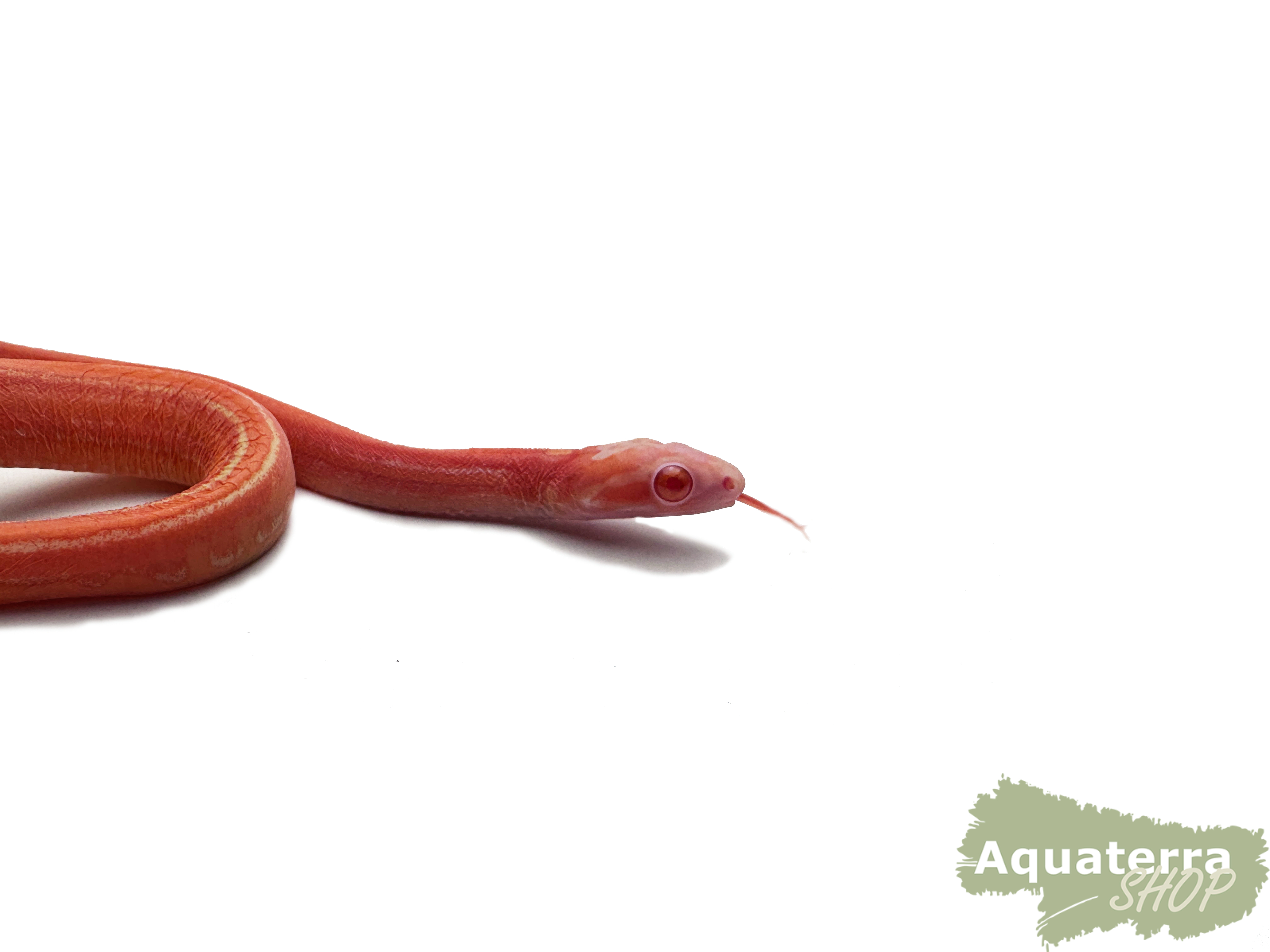 Pantherophis guttatus, Kornnatter