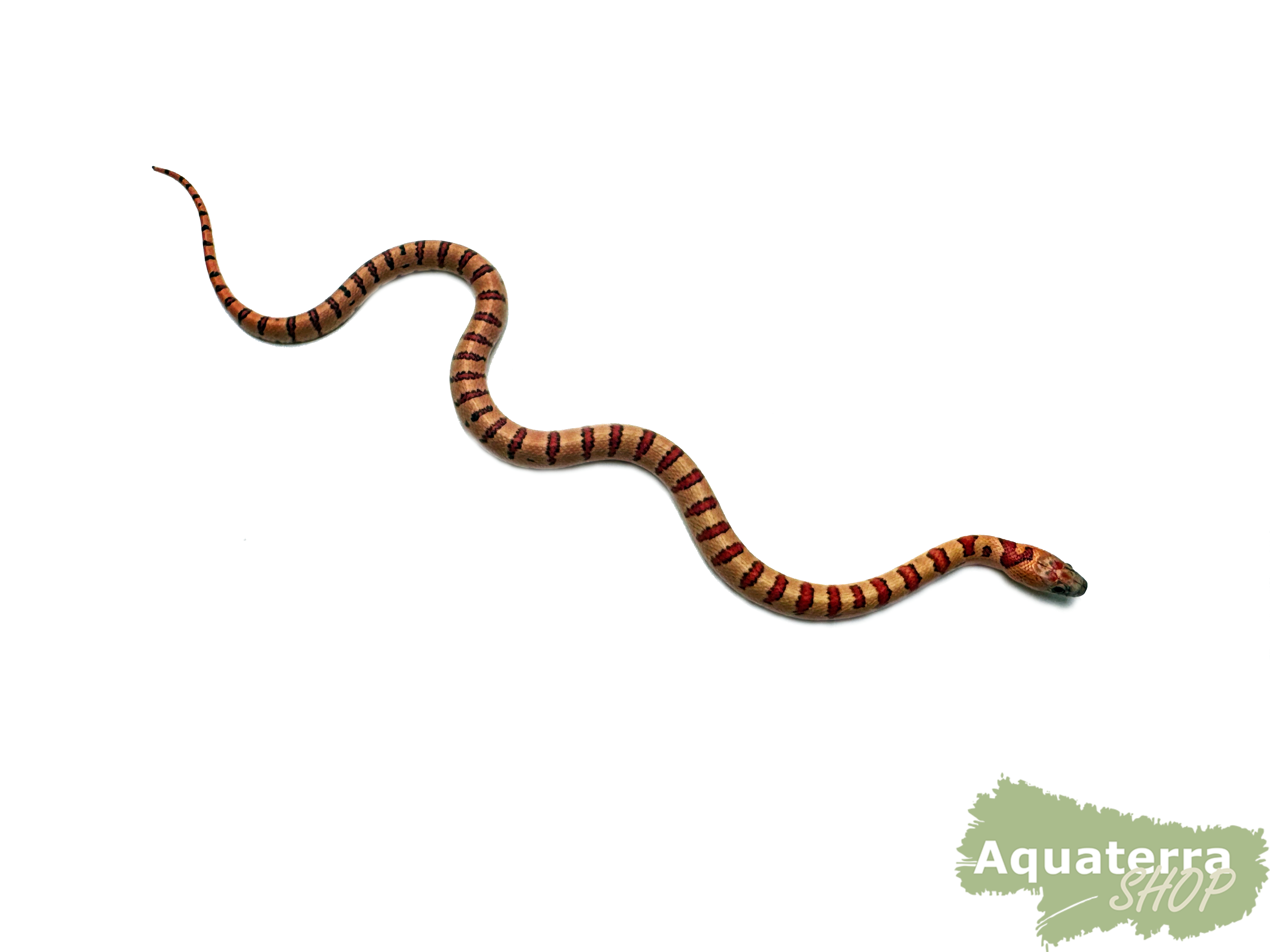 Lampropeltis Leonis, Variable Königsnatter