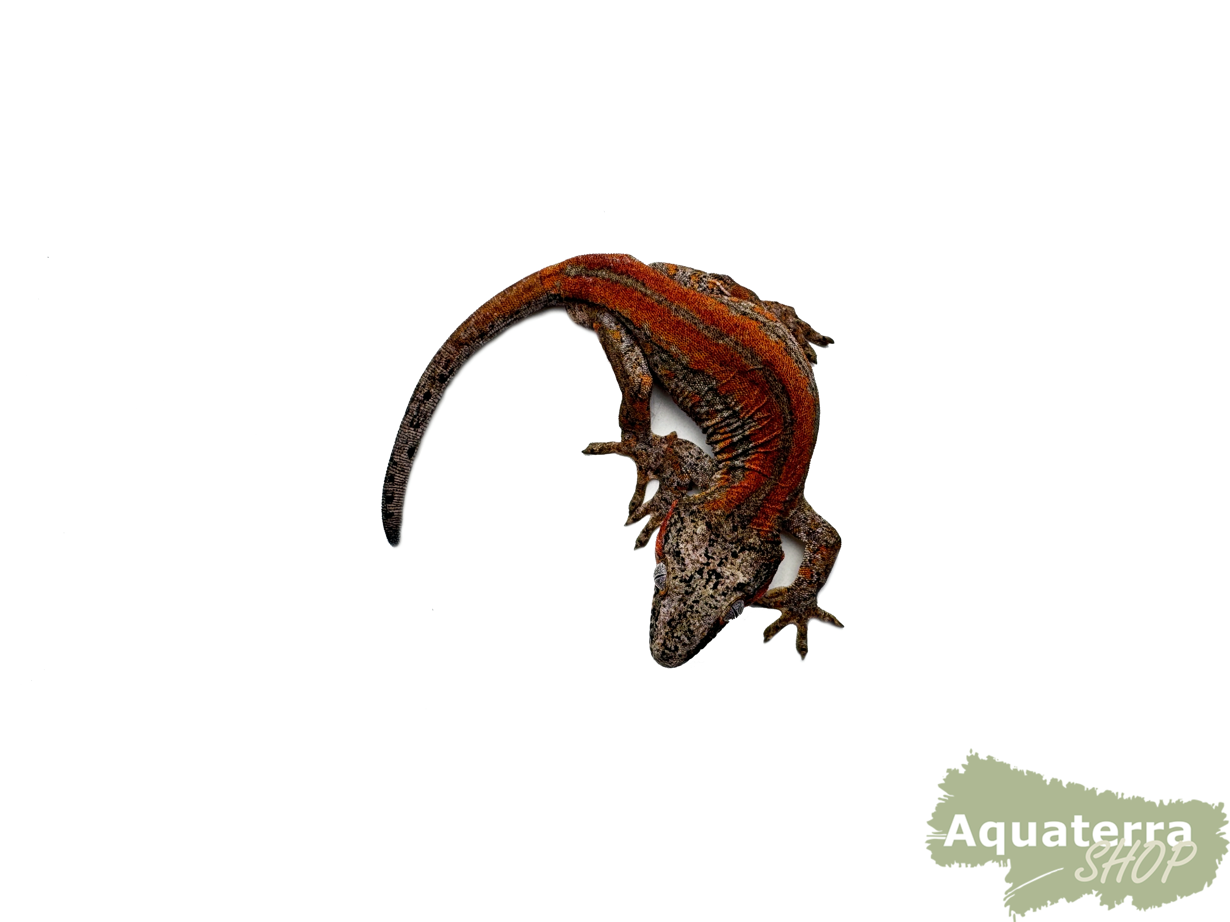 Rhacodactylus auriculatus, Höckerkopfgecko