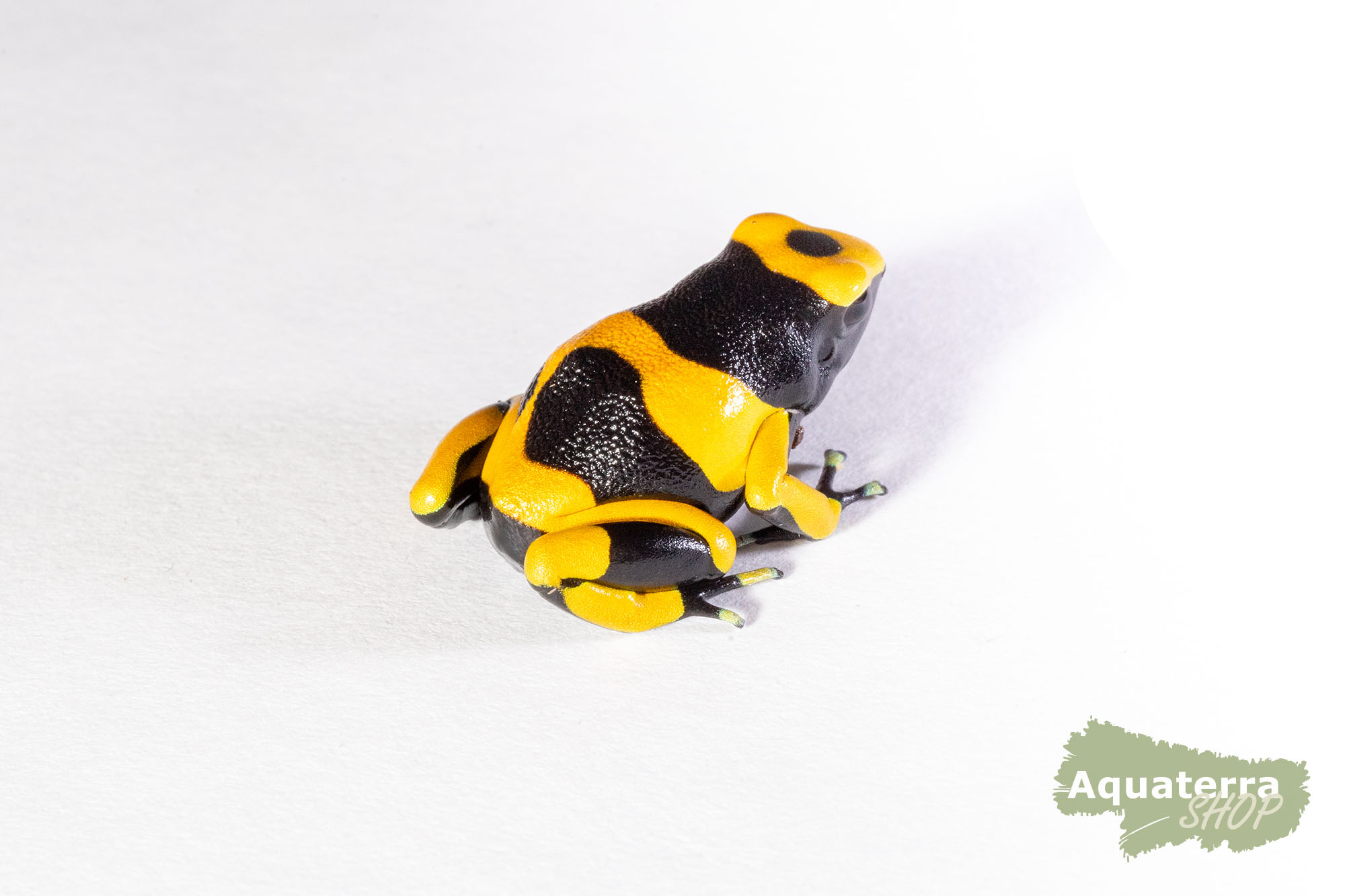 Dendrobates leucomelas, Gelbgebänderter Baumsteigerfrosch