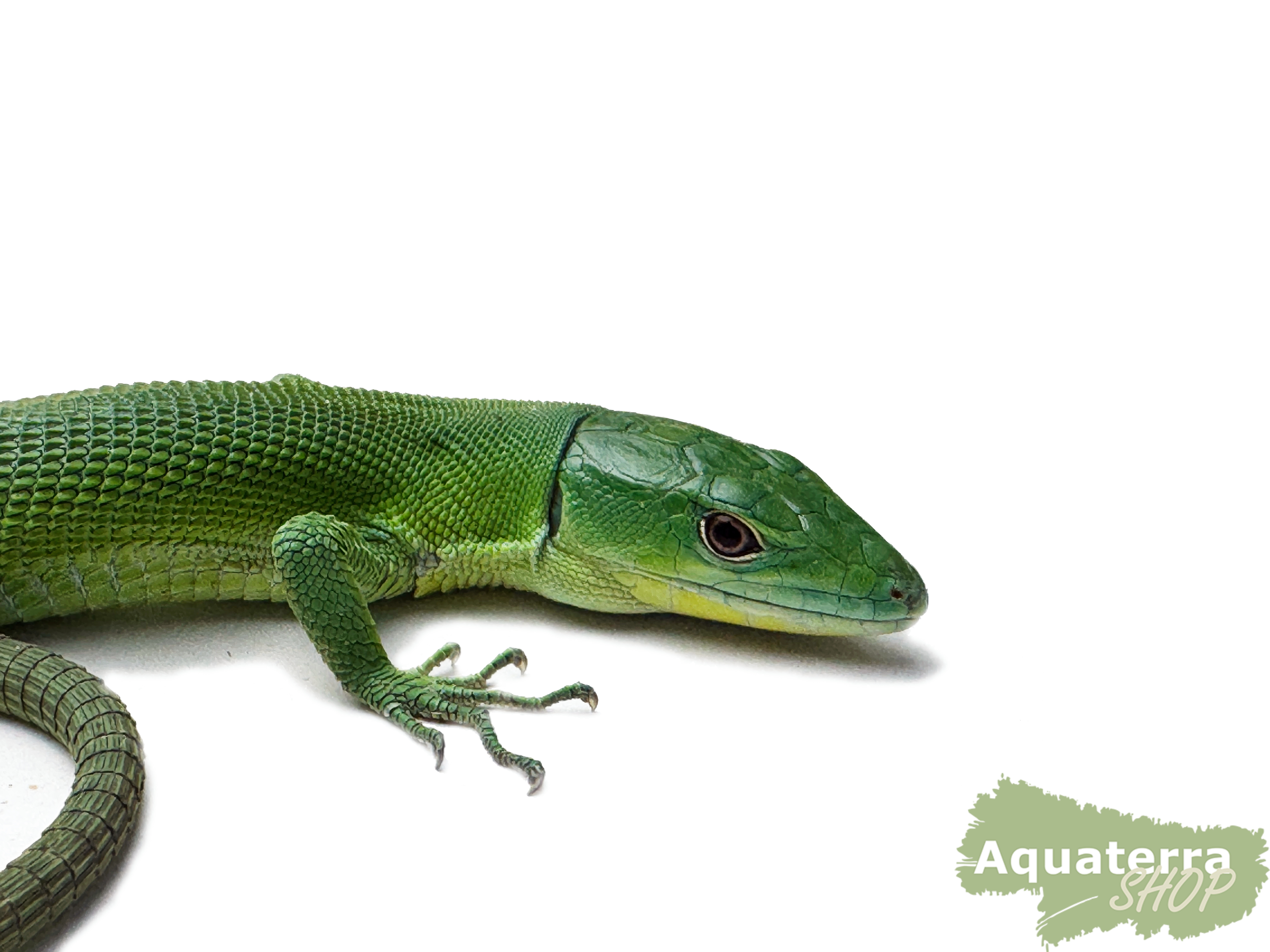 Gastropholis prasina, Grüne Kielbauch-Eidechse