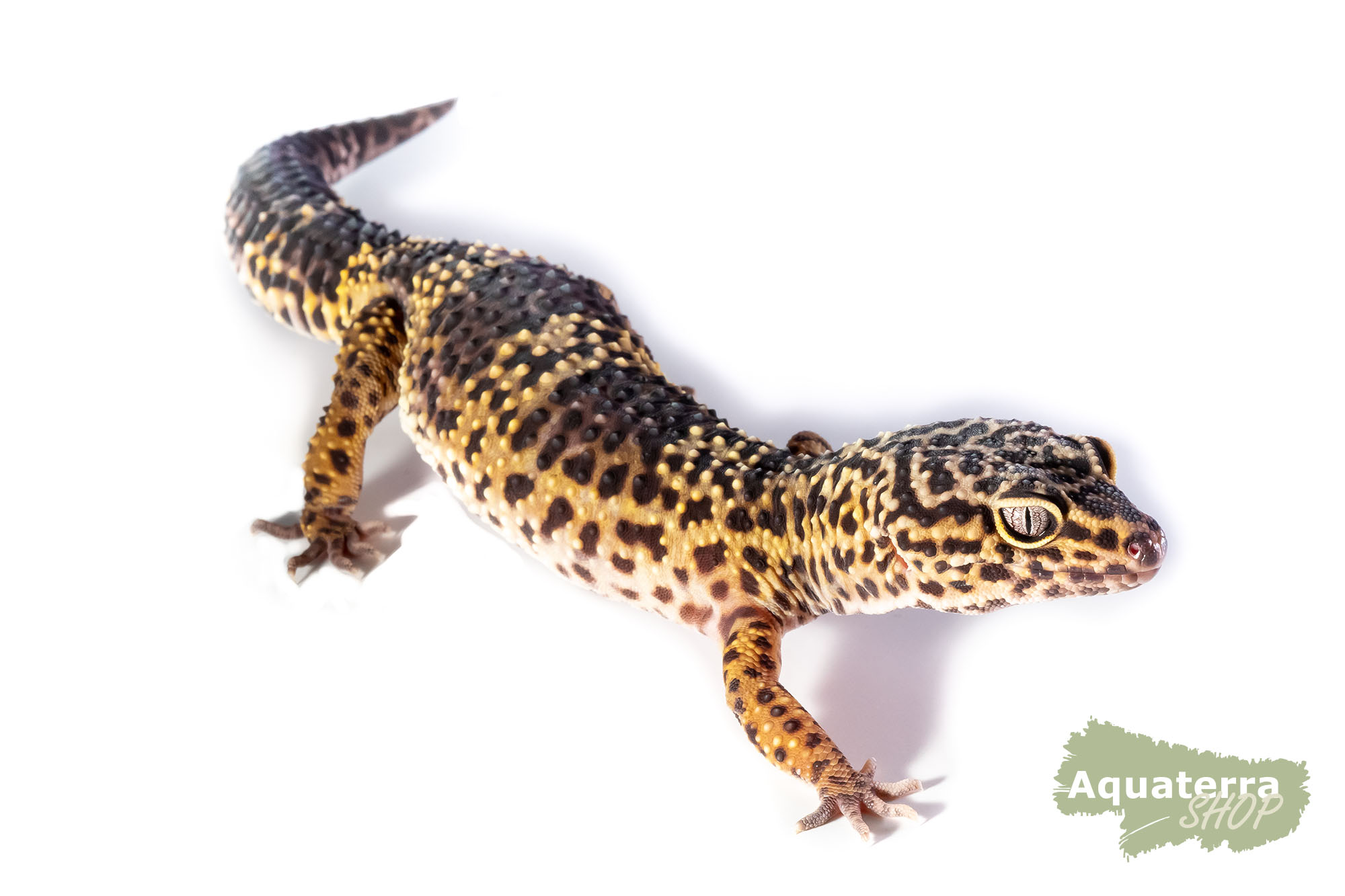 Eublepharis macularius, Leopardgecko