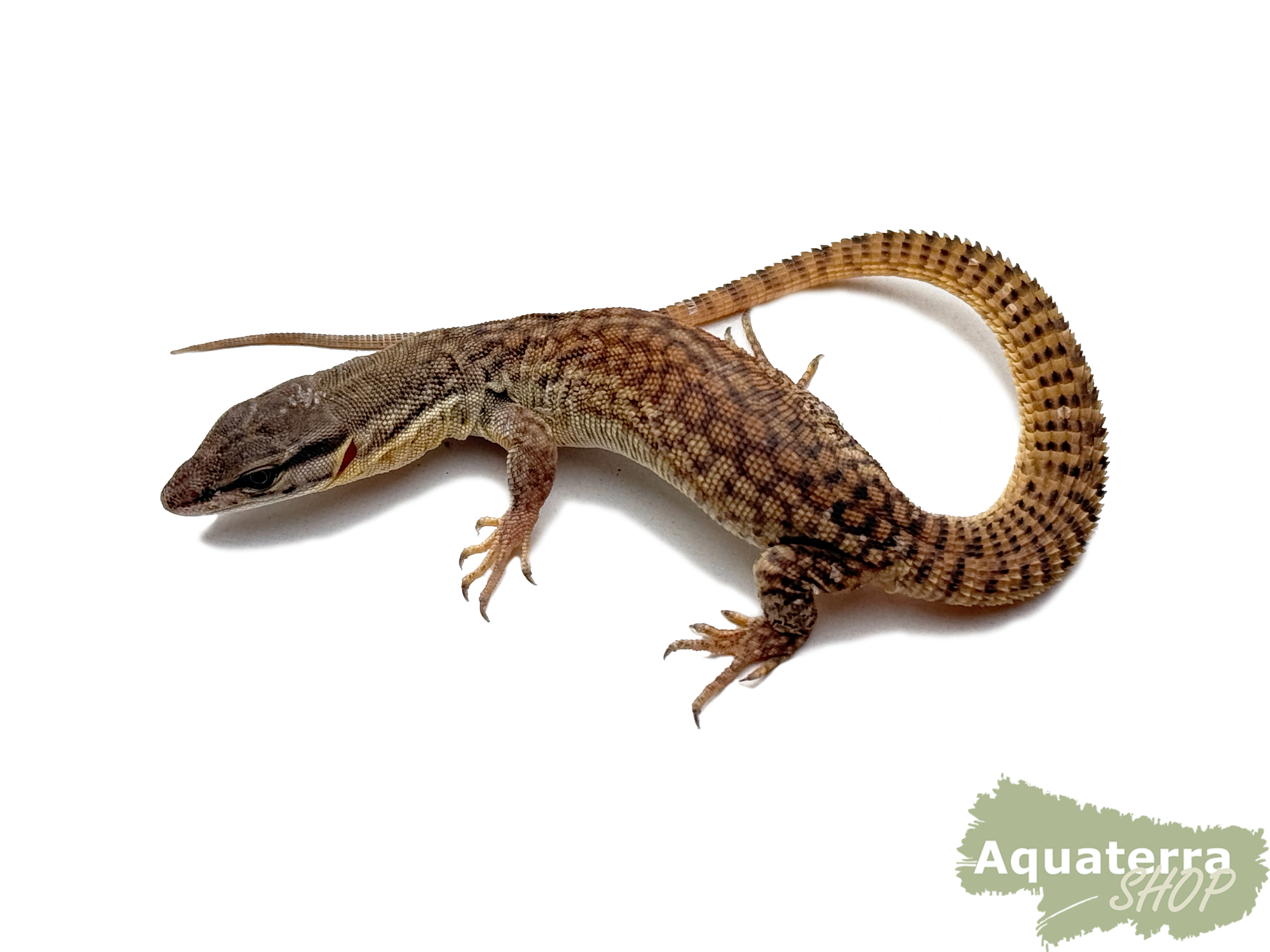 Varanus acanthurus, Stachelschwanzwaran