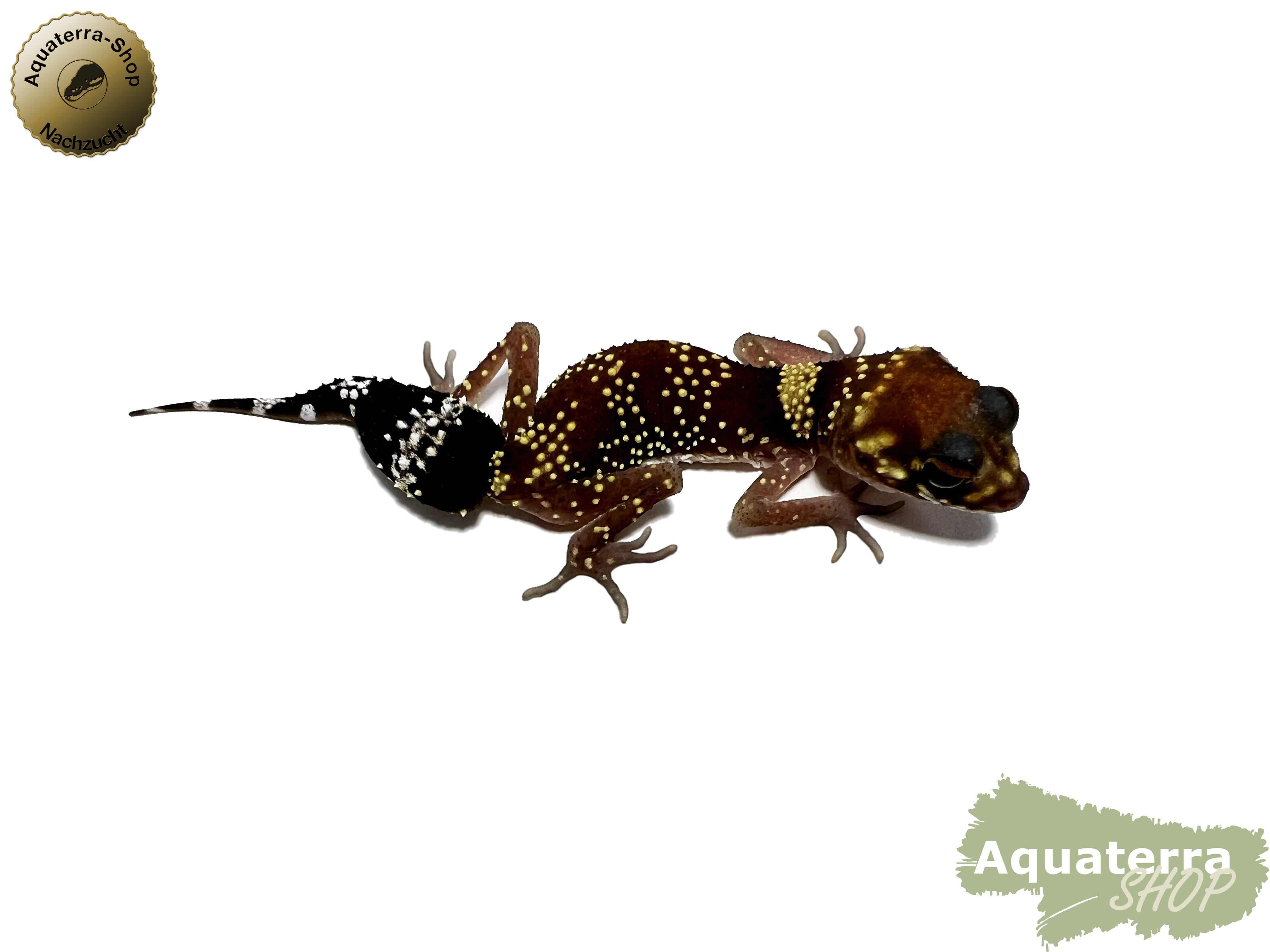 Underwoodisaurus milii, Australischer Dickschwanzgecko Kopie