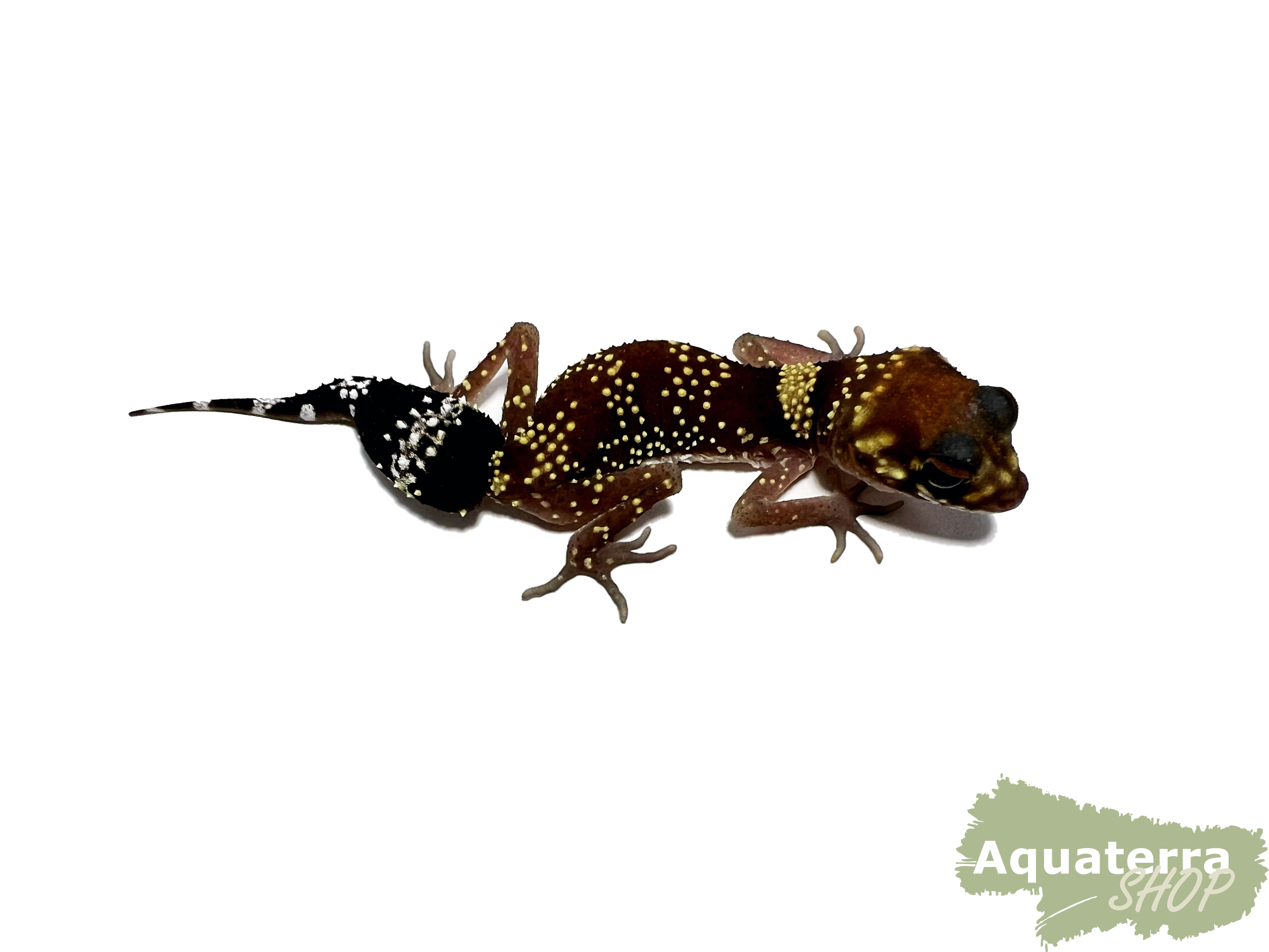 GM - Underwoodisaurus milii, Australischer Dickschwanzgecko Kopie
