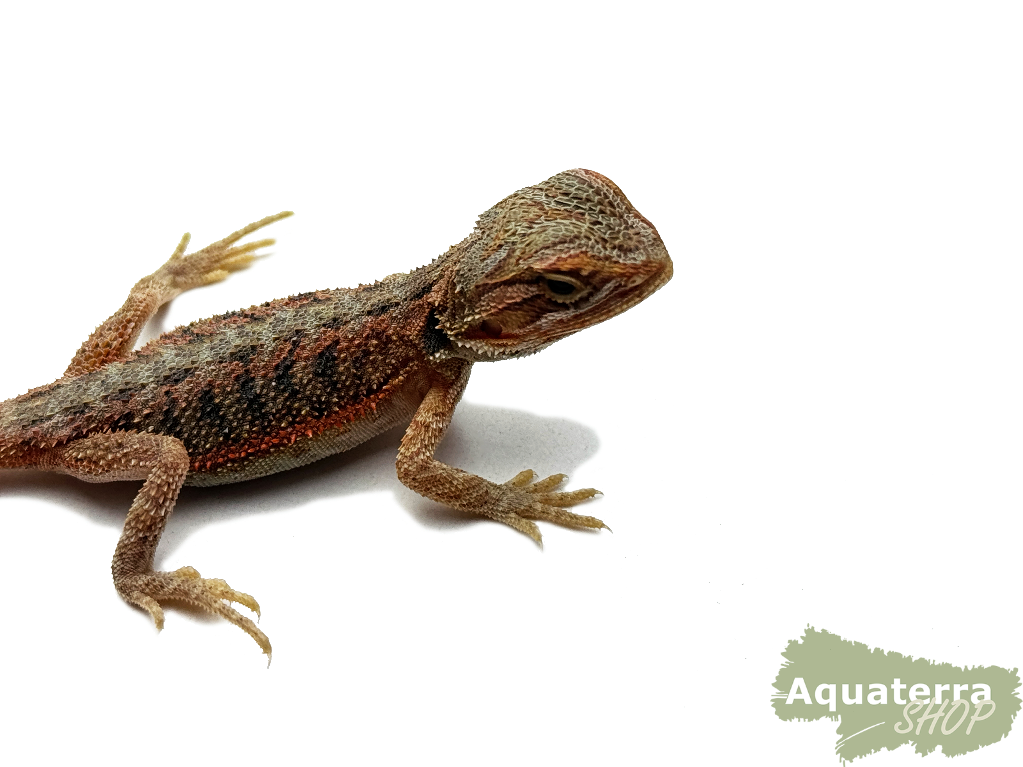 Pogona vitticeps, Bartagame