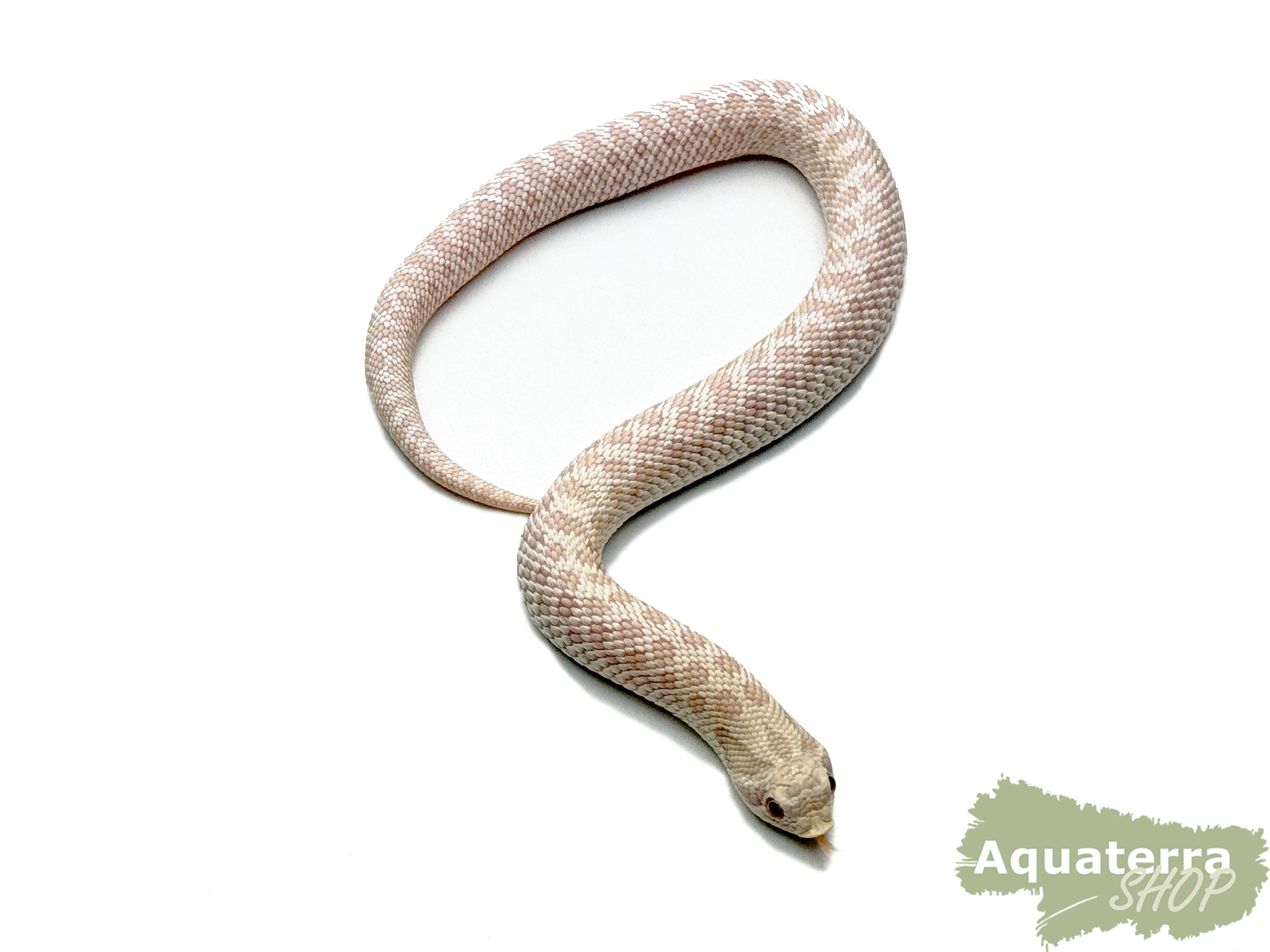 Heterodon nasicus, Westliche Hakennasennatter