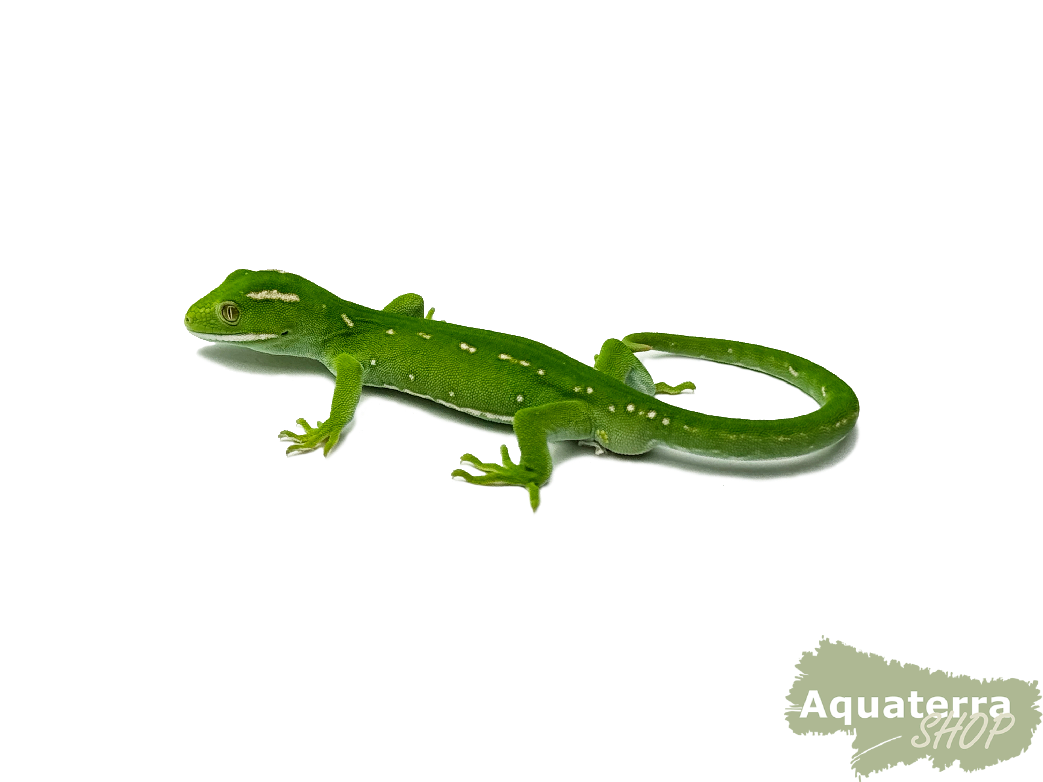 Naultinus grayii, Nordland - Grüngecko