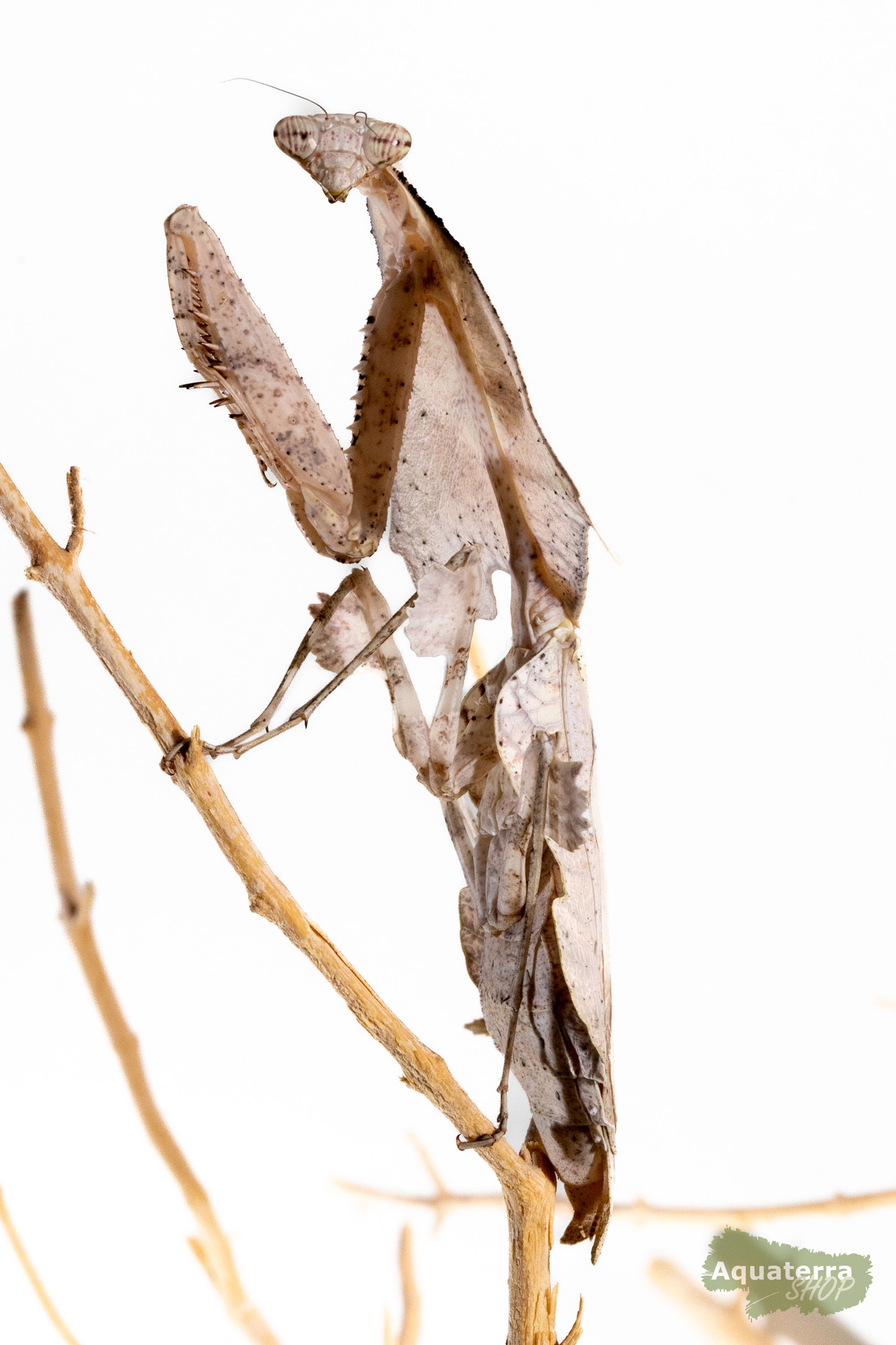 Deroplatys trigonodera, weiße totes Blatt Mantis