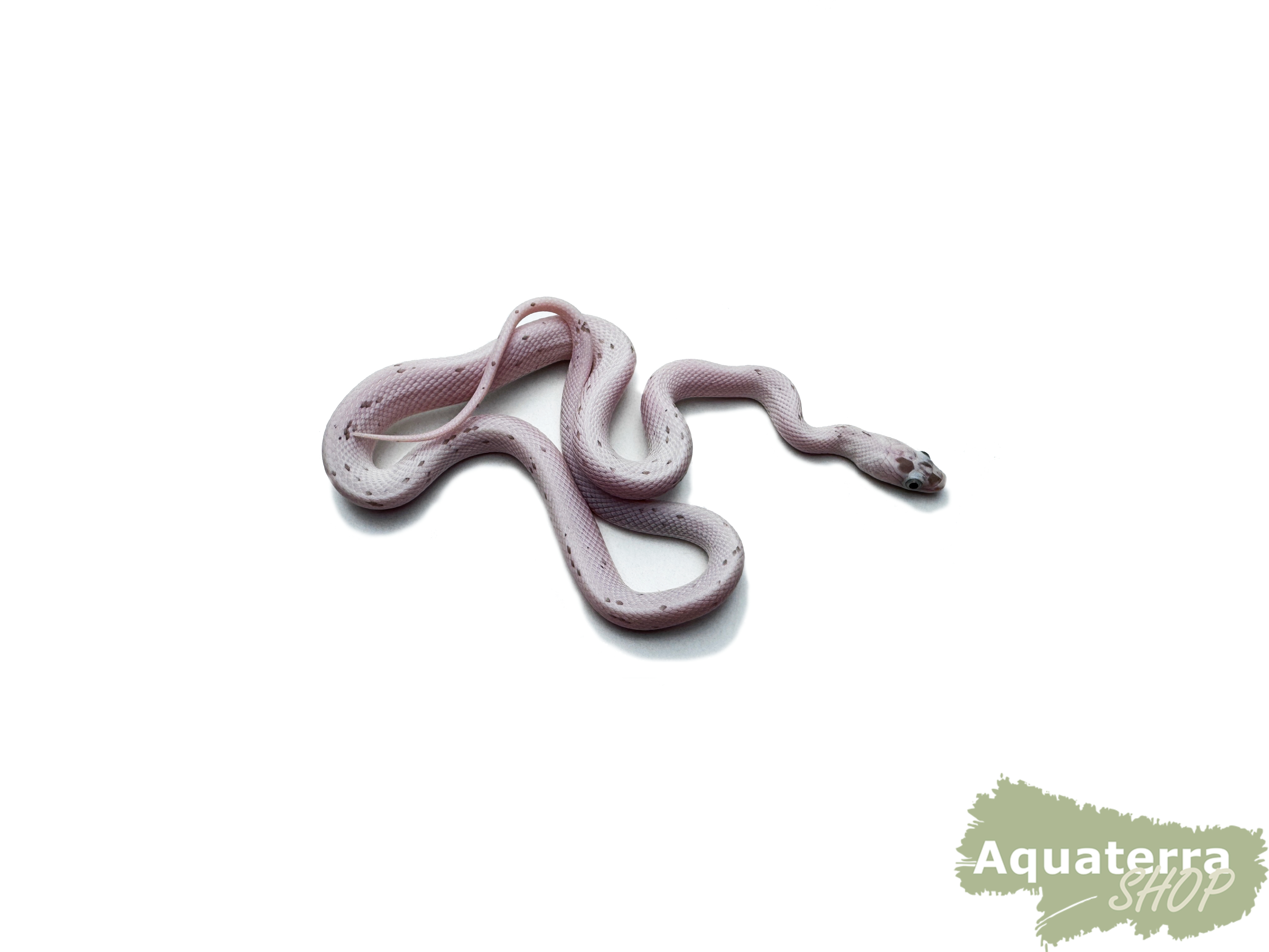 Pantherophis guttatus, Kornnatter