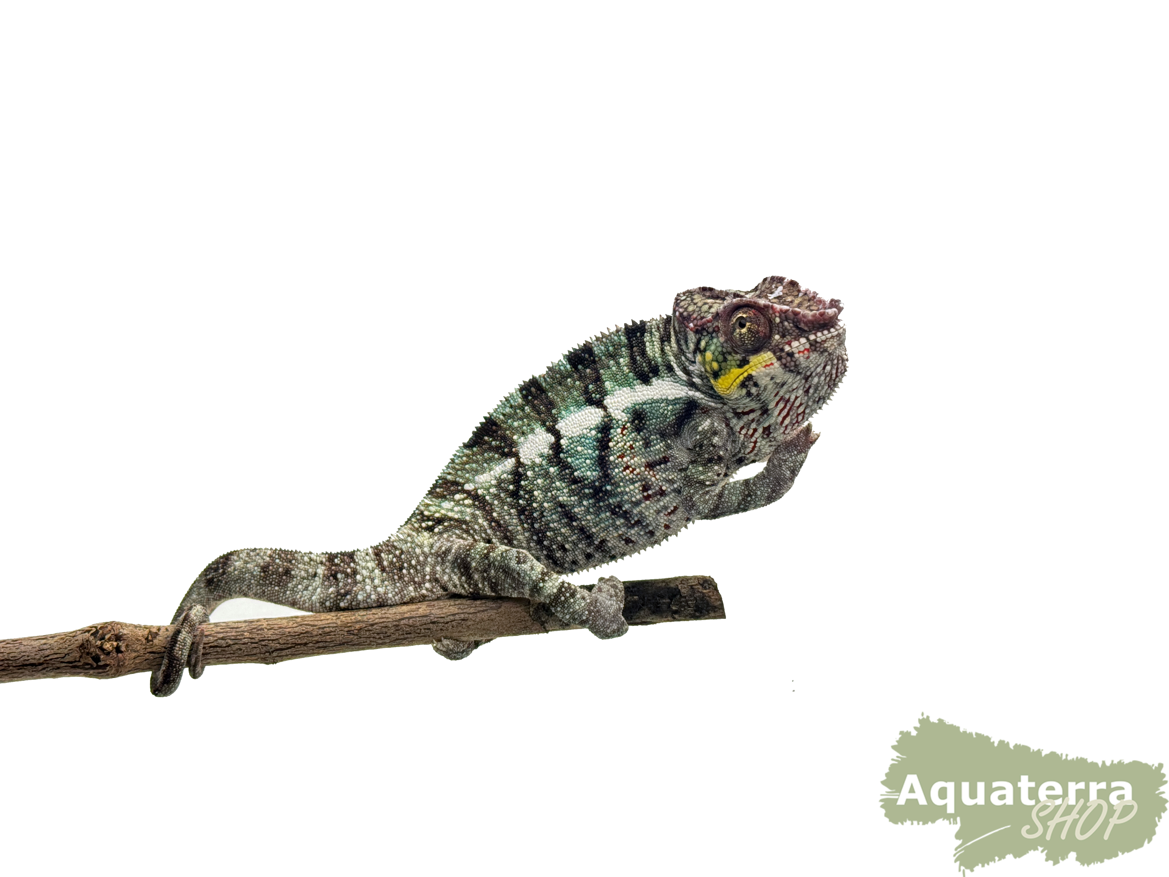 Furcifer pardalis, Pantherchamäleon 