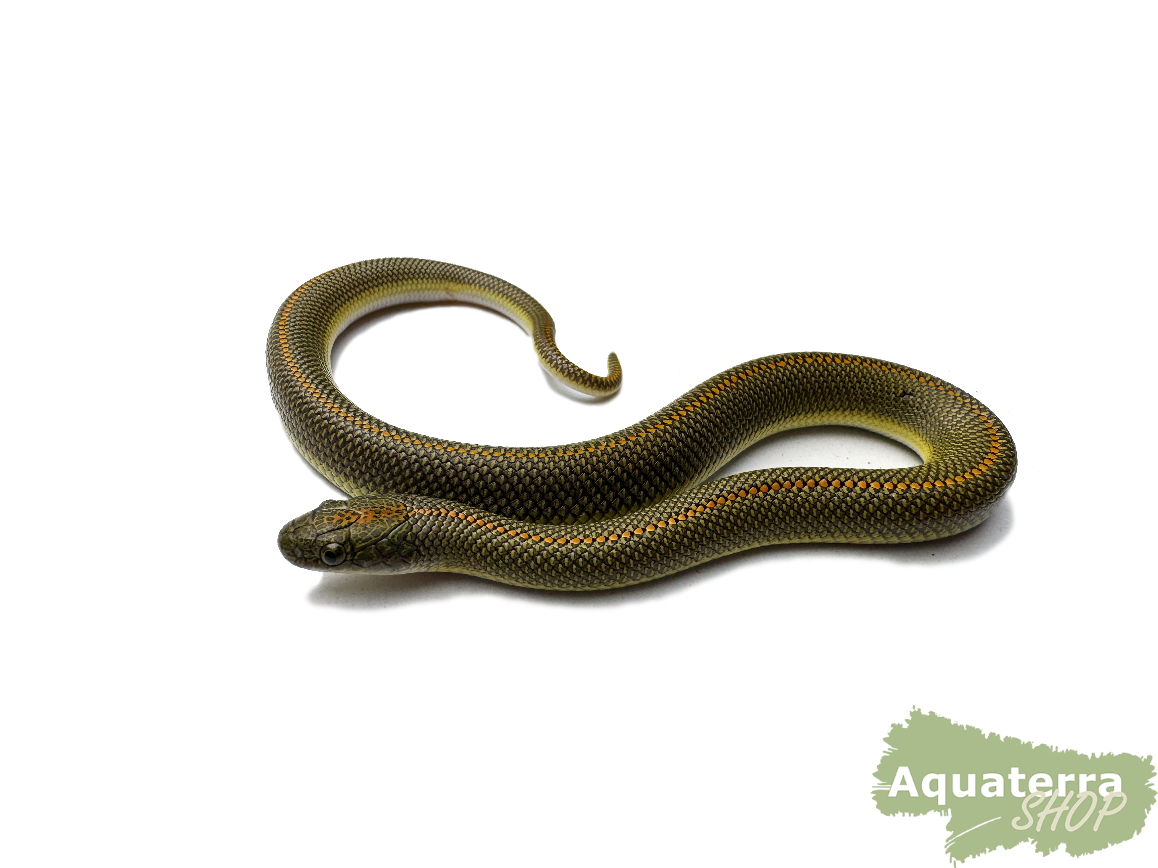 Lamprophis aurora, Aurora Hausschlange