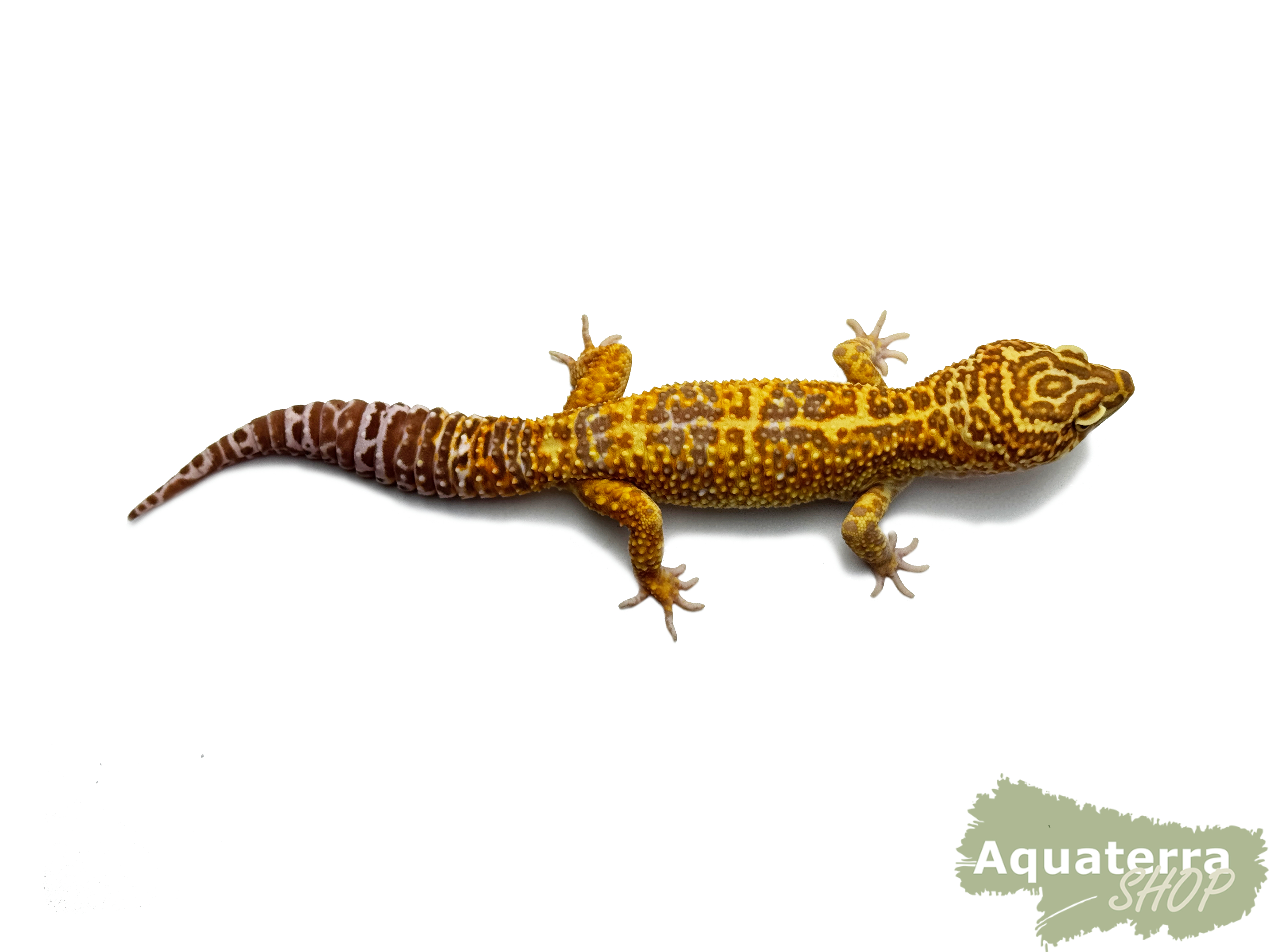 Eublepharis macularius, Leopardgecko