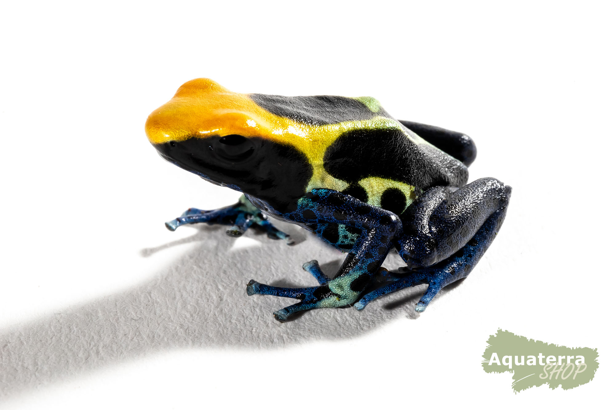 Dendrobates tinctorius, Färberfrosch