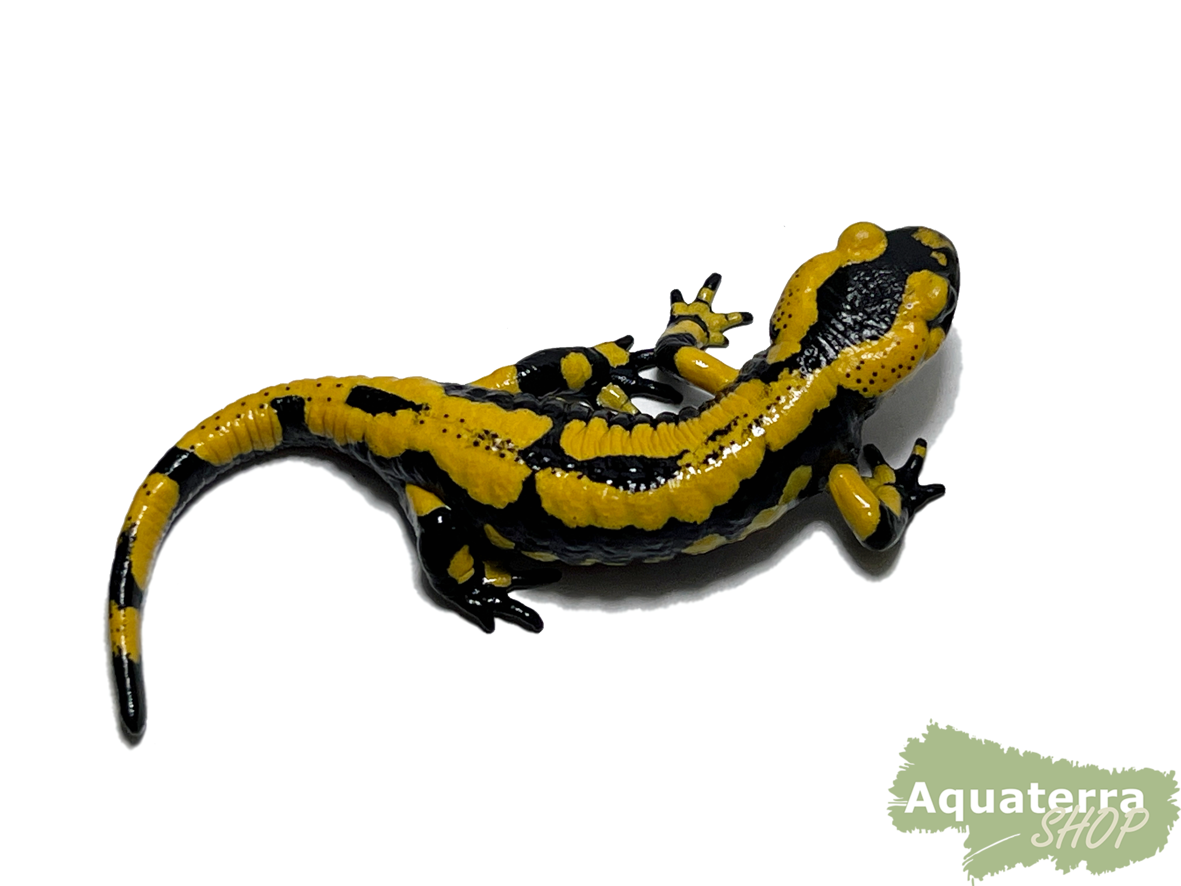 Salamandra s. terrestris, Feuersalamander (High Yellow)