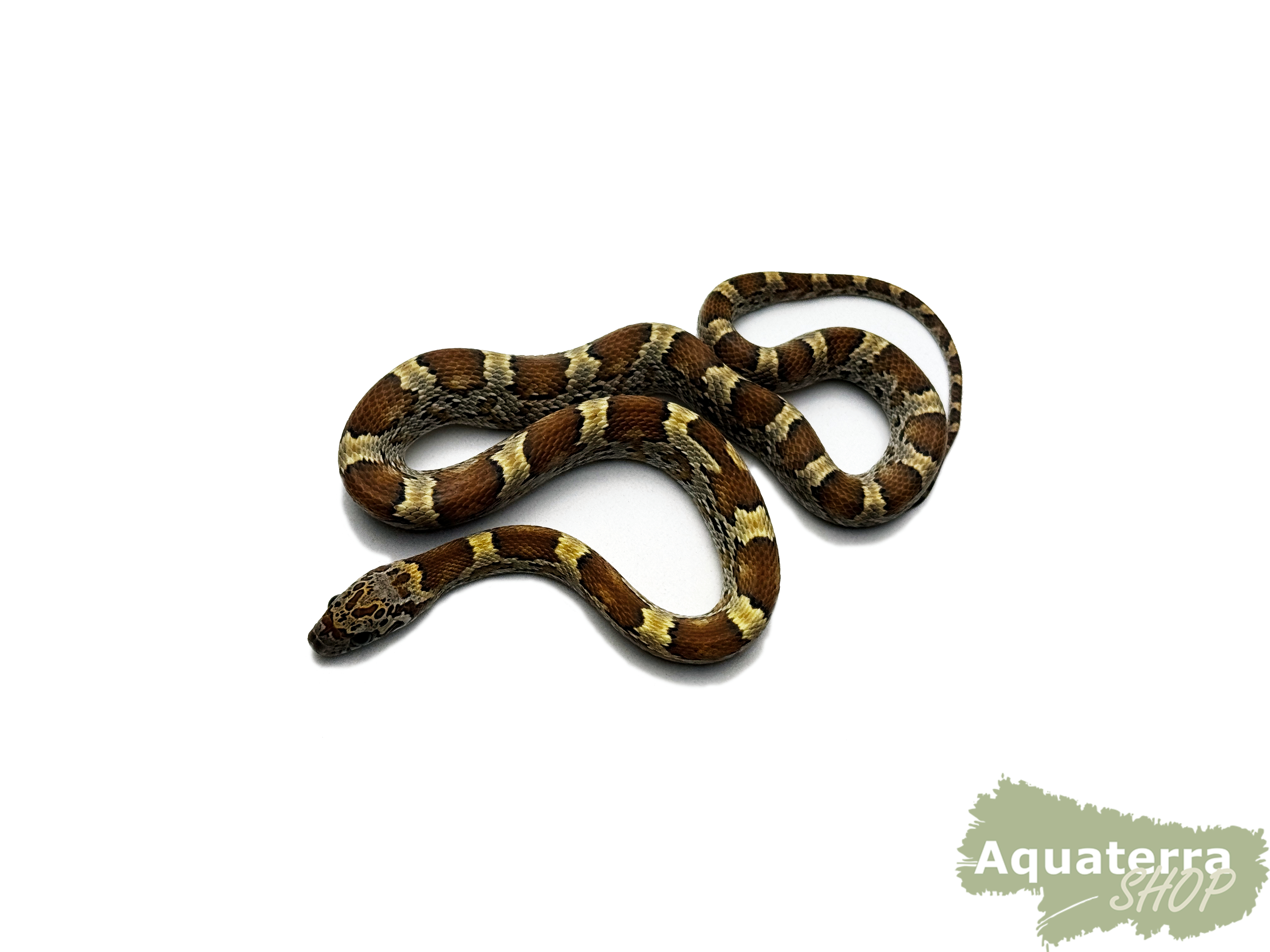 Pantherophis guttatus, Kornnatter