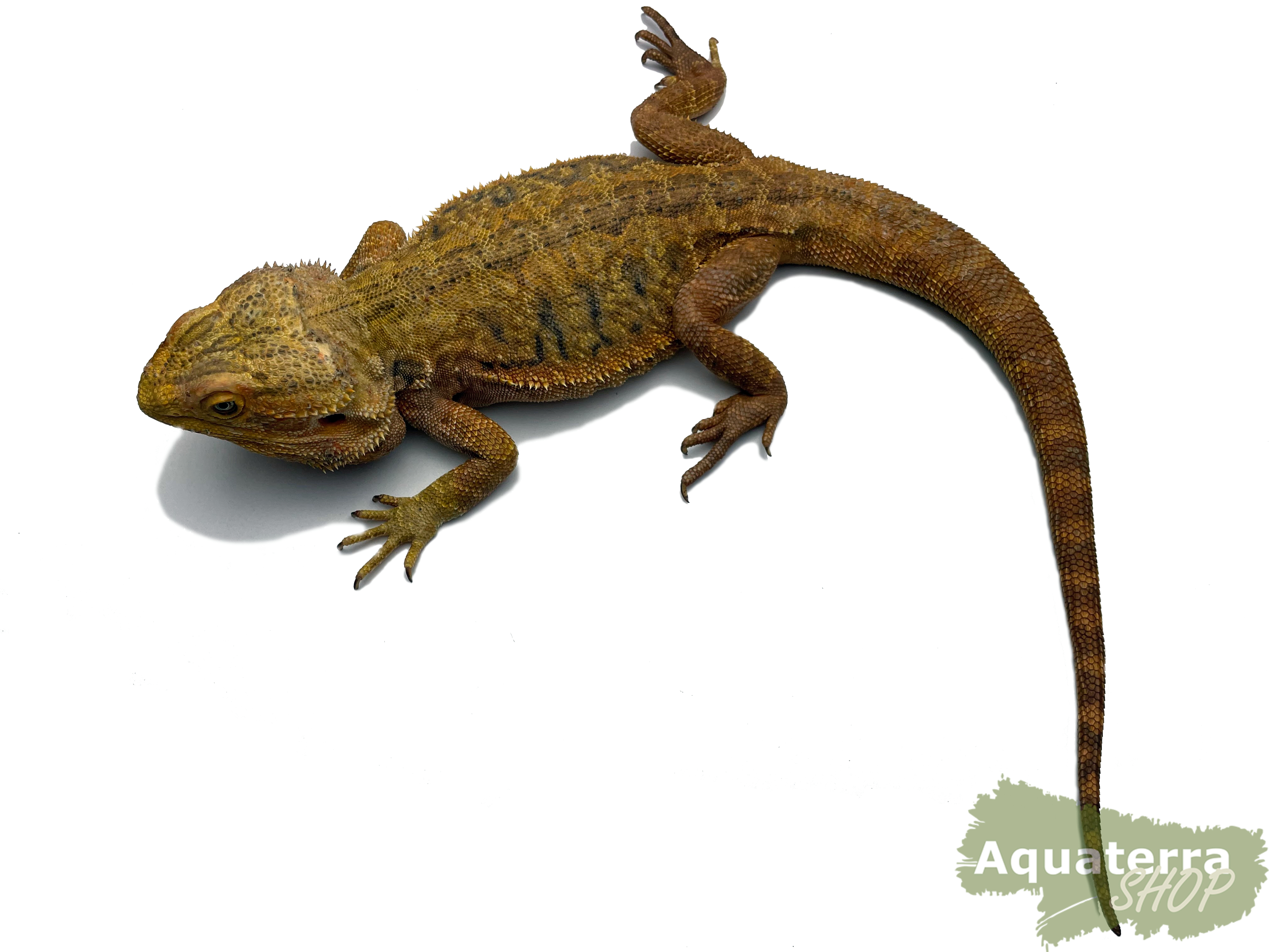 Pogona vitticeps, Bartagame
