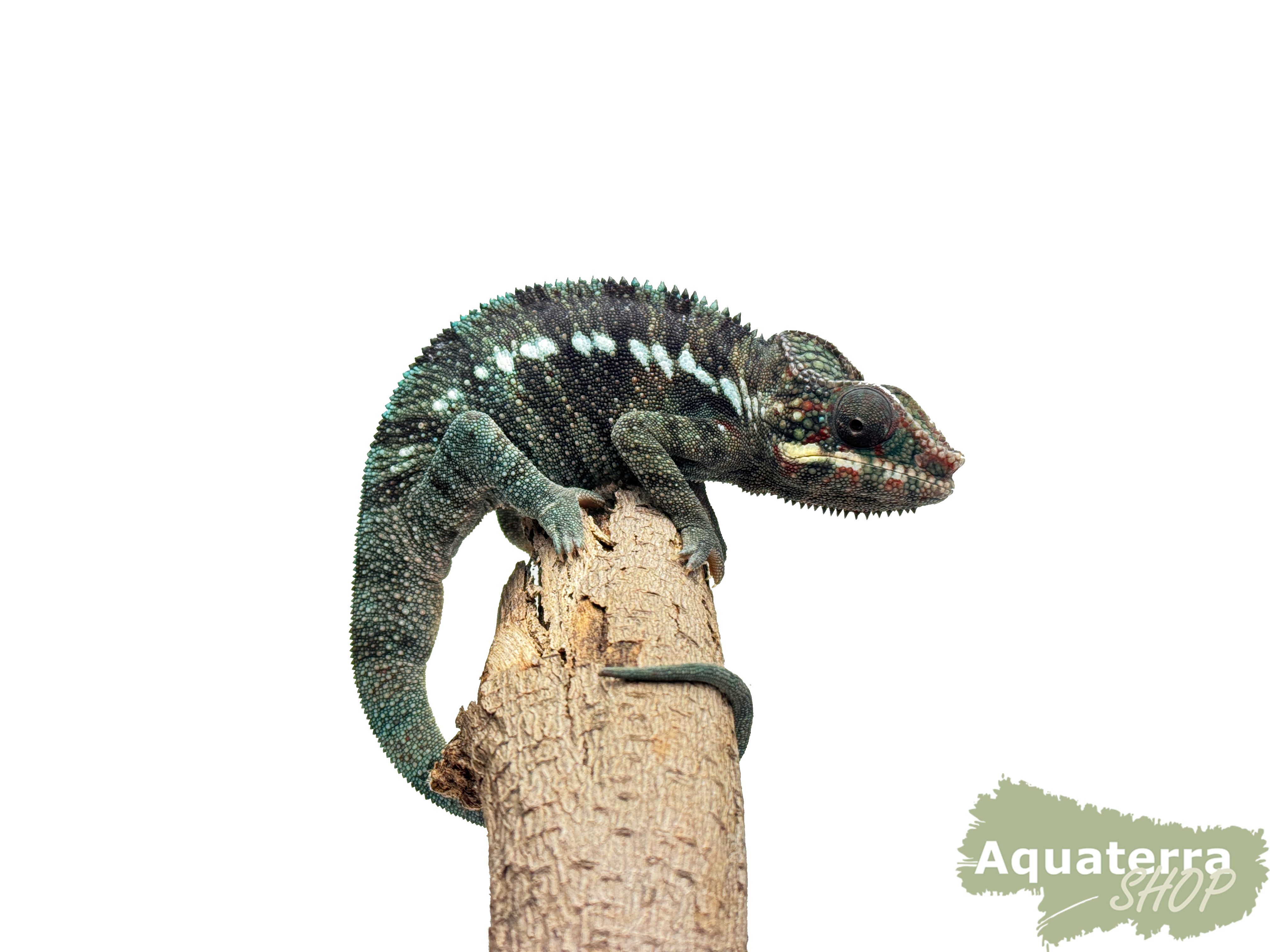 Furcifer pardalis, Pantherchamäleon