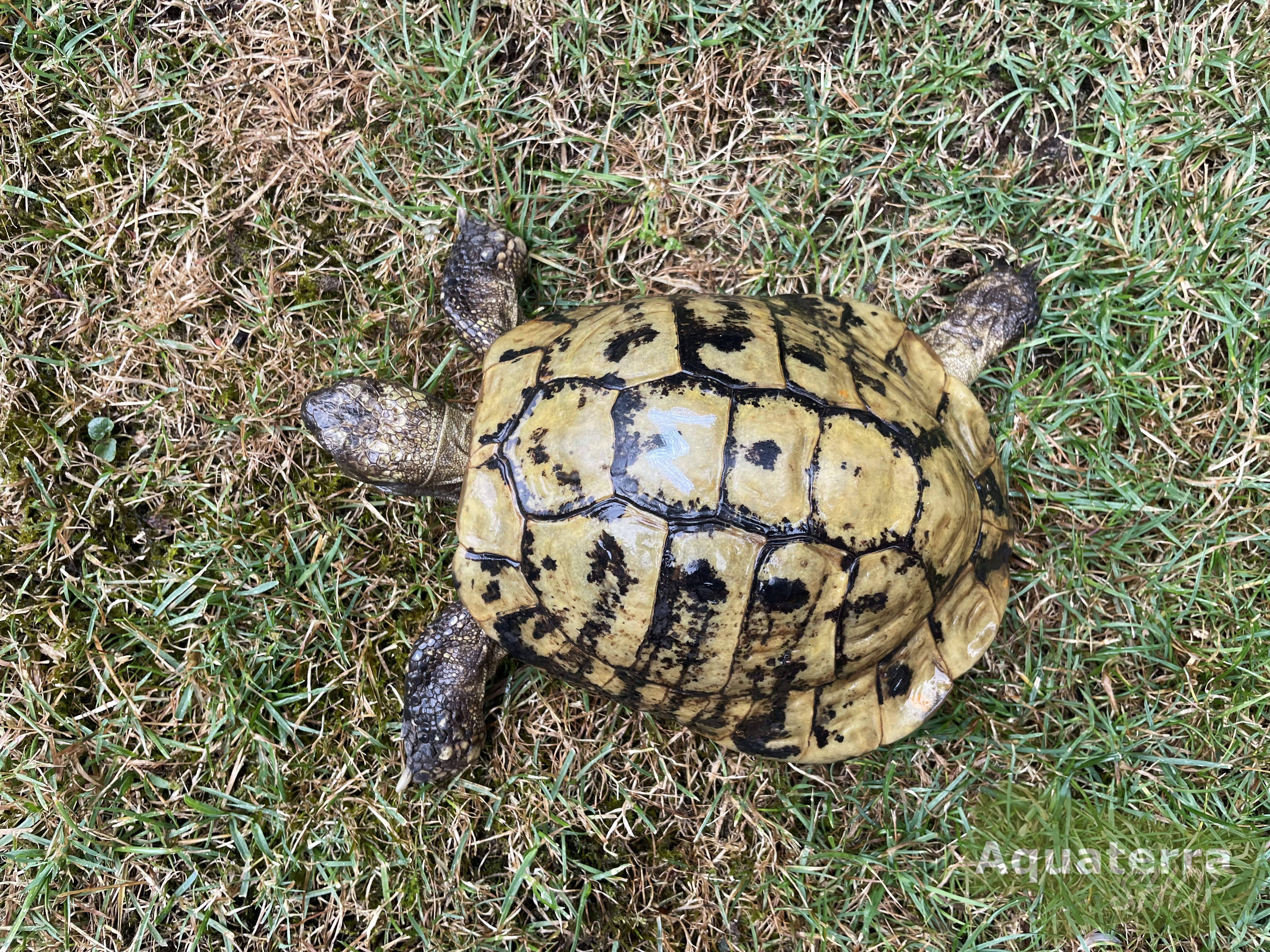 Testudo h. boettgeri, europäische Landschildkröte (Ostrasse)
