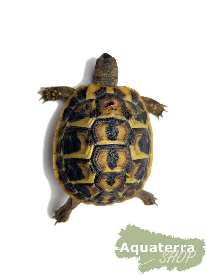 Testudo h. hermanni,  Griechische Landschildkröte - Lokalform Sardinien