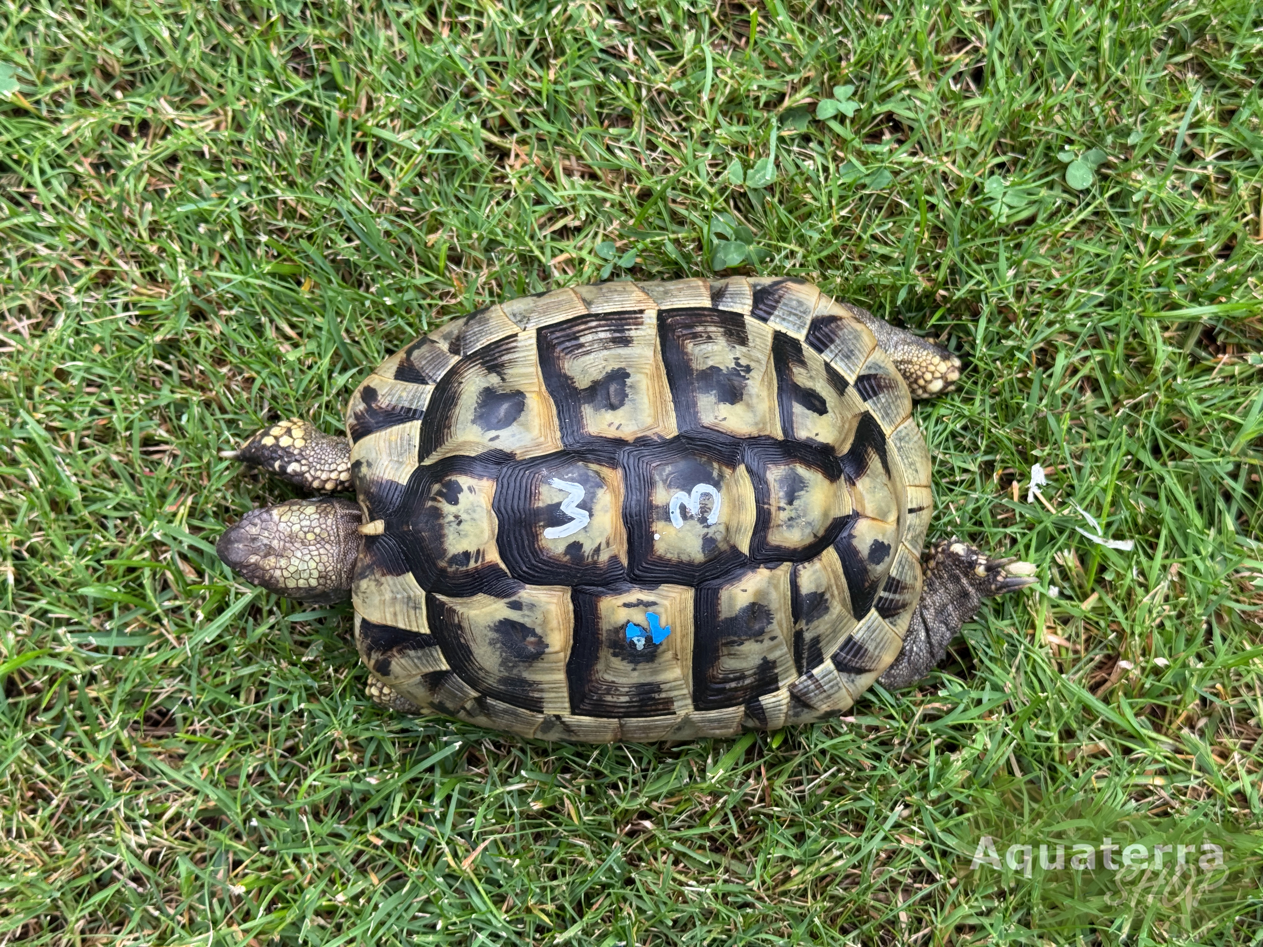 Testudo h. boettgeri, europäische Landschildkröte (Ostrasse)