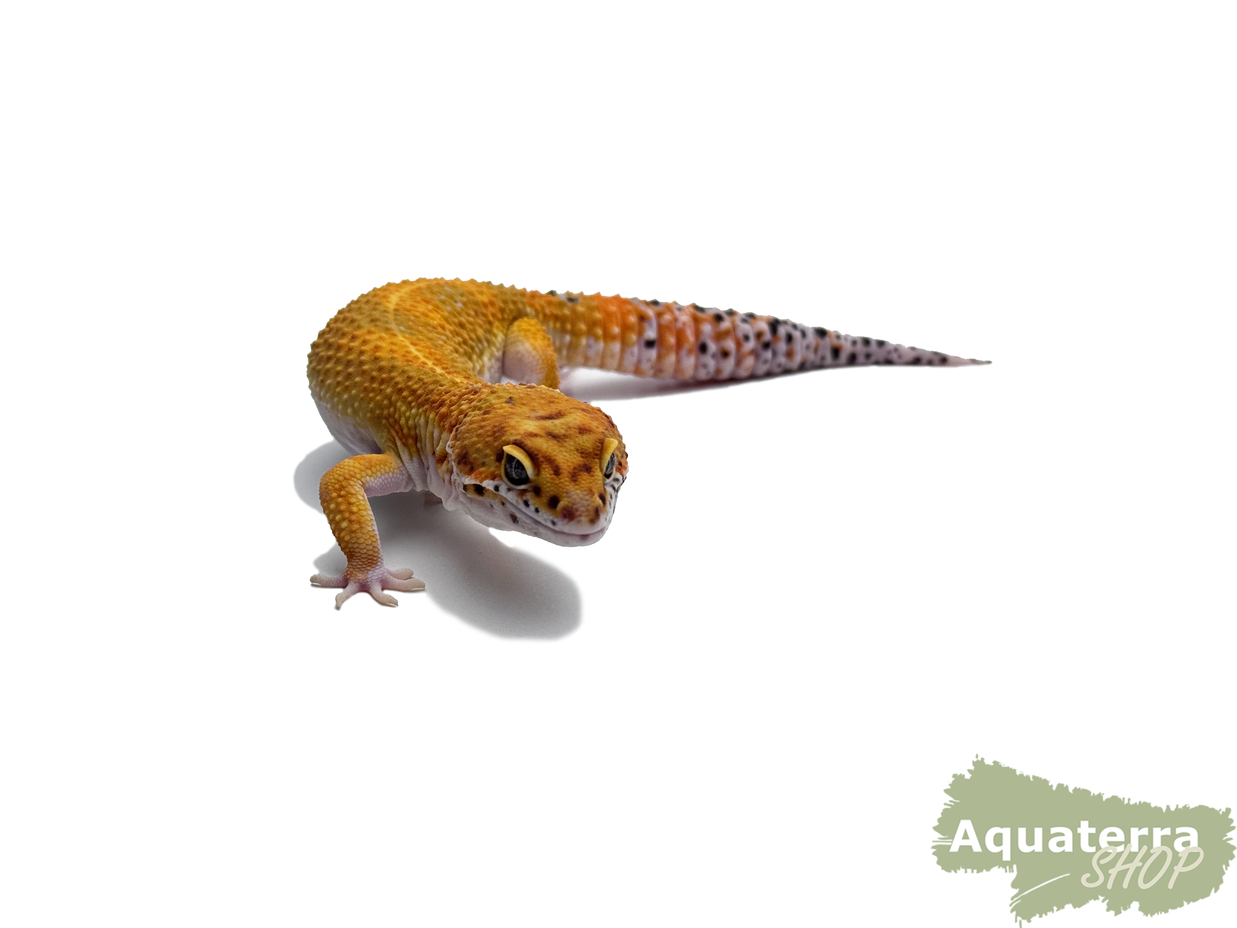 Eublepharis macularius, Leopardgecko