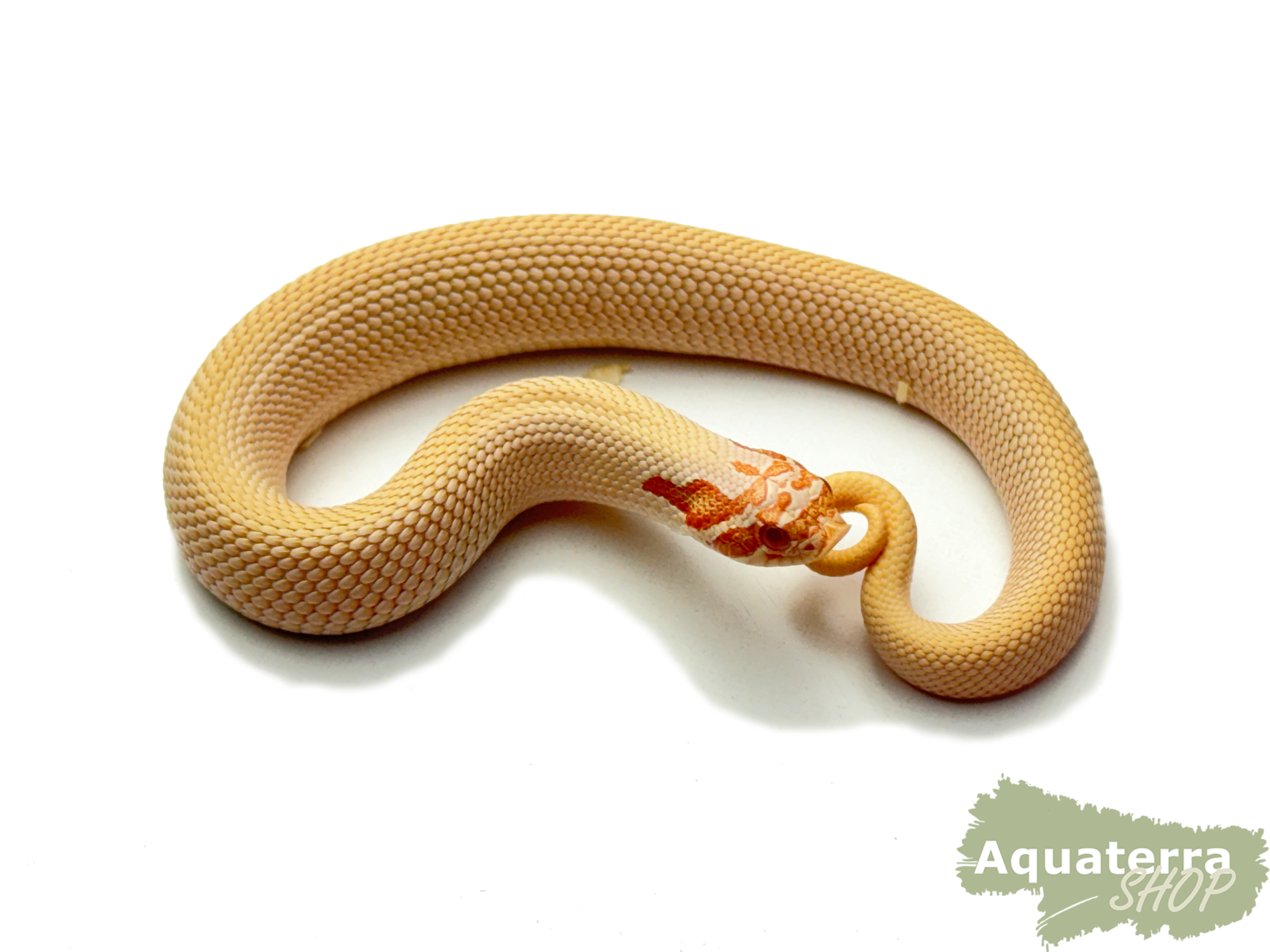 Heterodon nasicus, Westliche Hakennasennatter