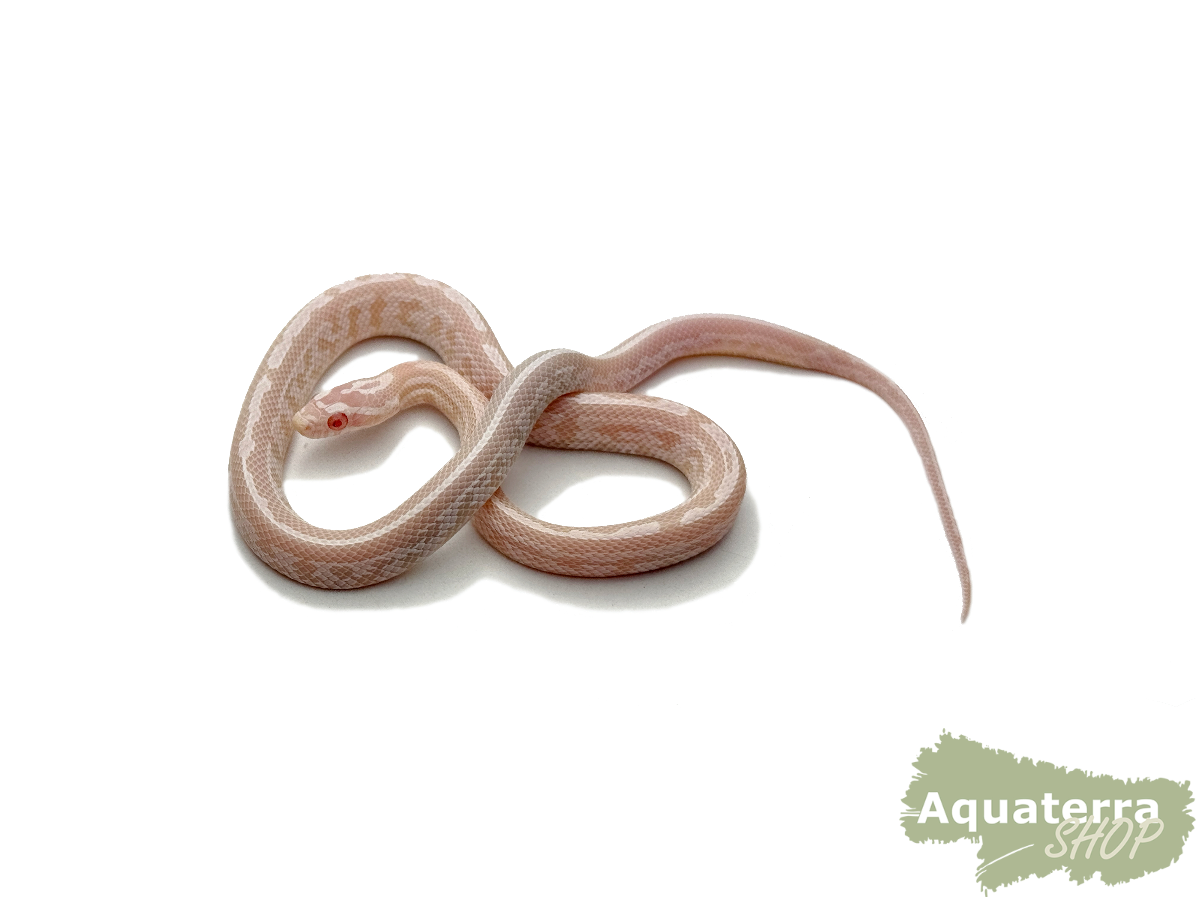 Pantherophis guttatus, Kornnatter