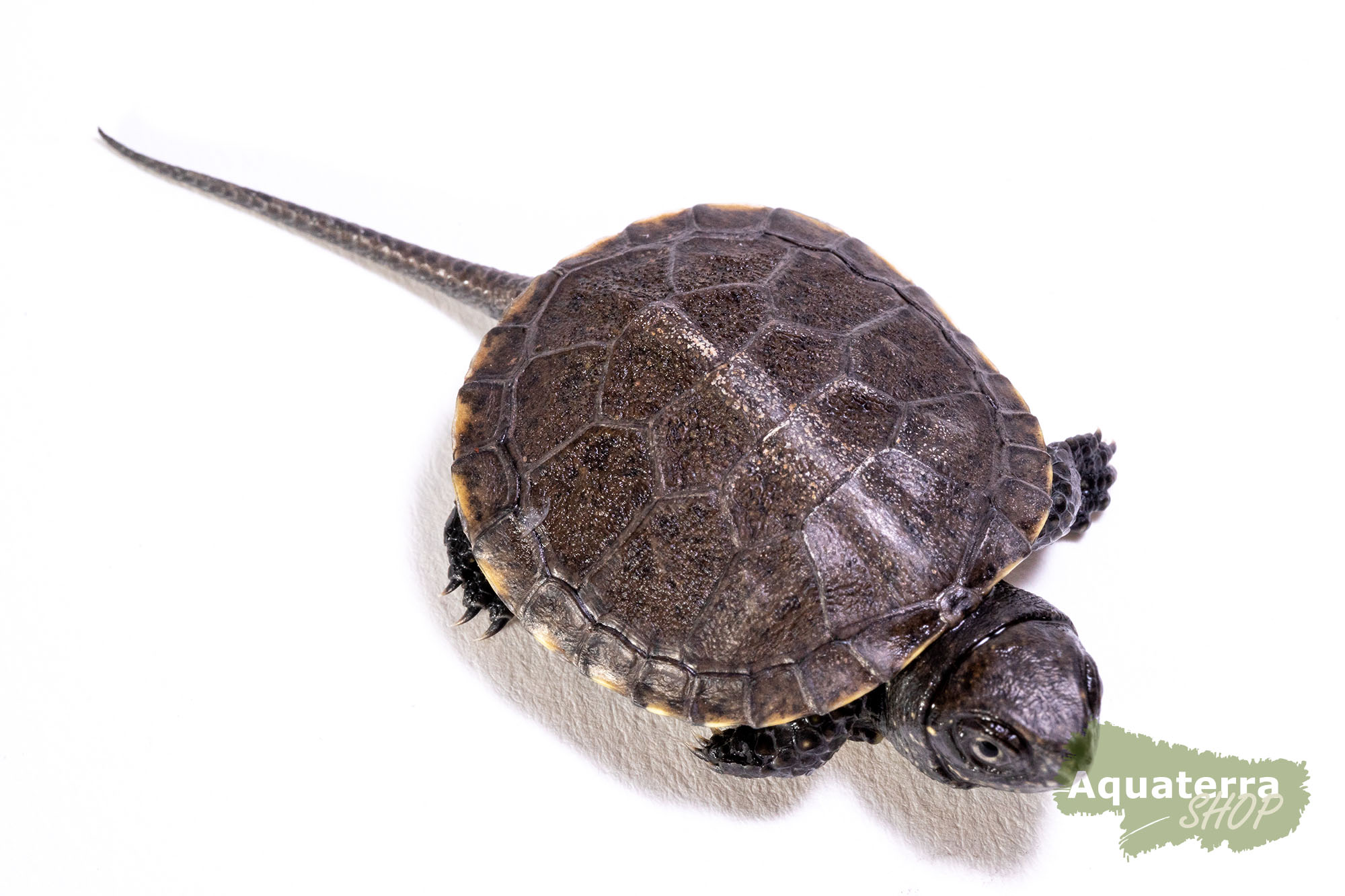 Emys orbicularis, Europäische Sumpfschildkröte