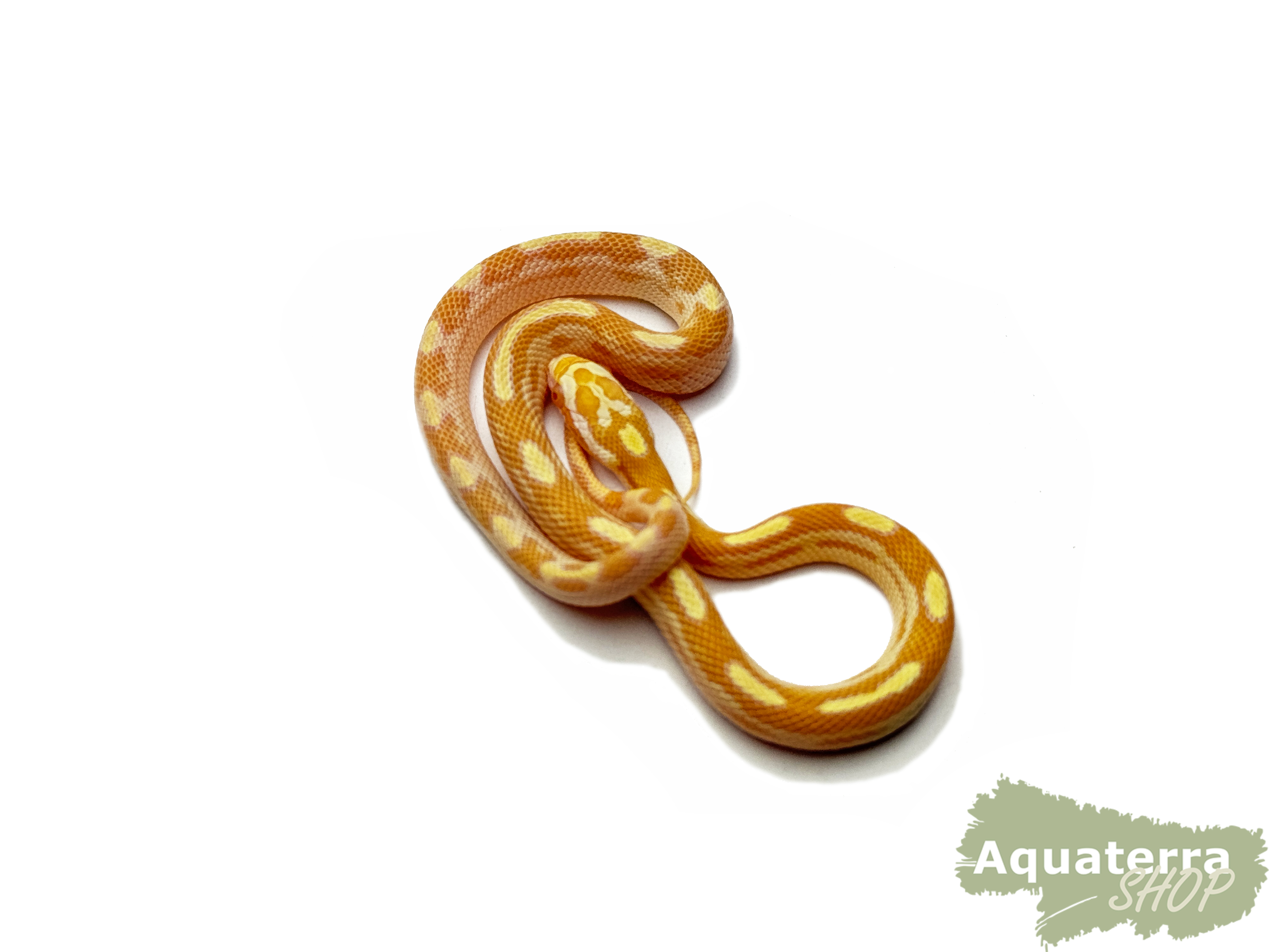 Pantherophis guttatus, Kornnatter