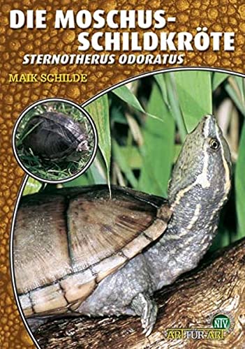 Die Moschusschildkröte, Sternotherus odoratus