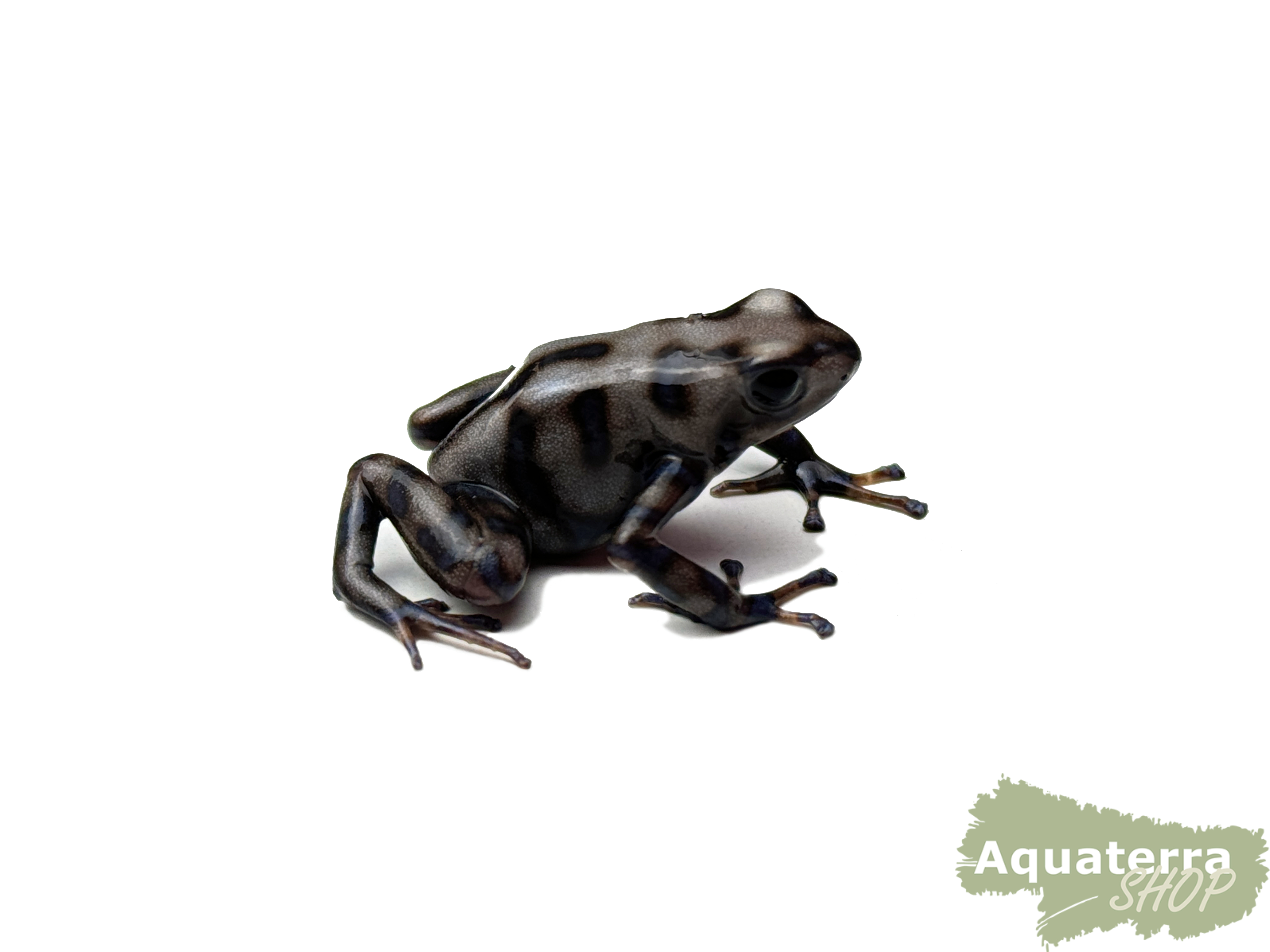 Dendrobates auratus, Goldbaumsteiger